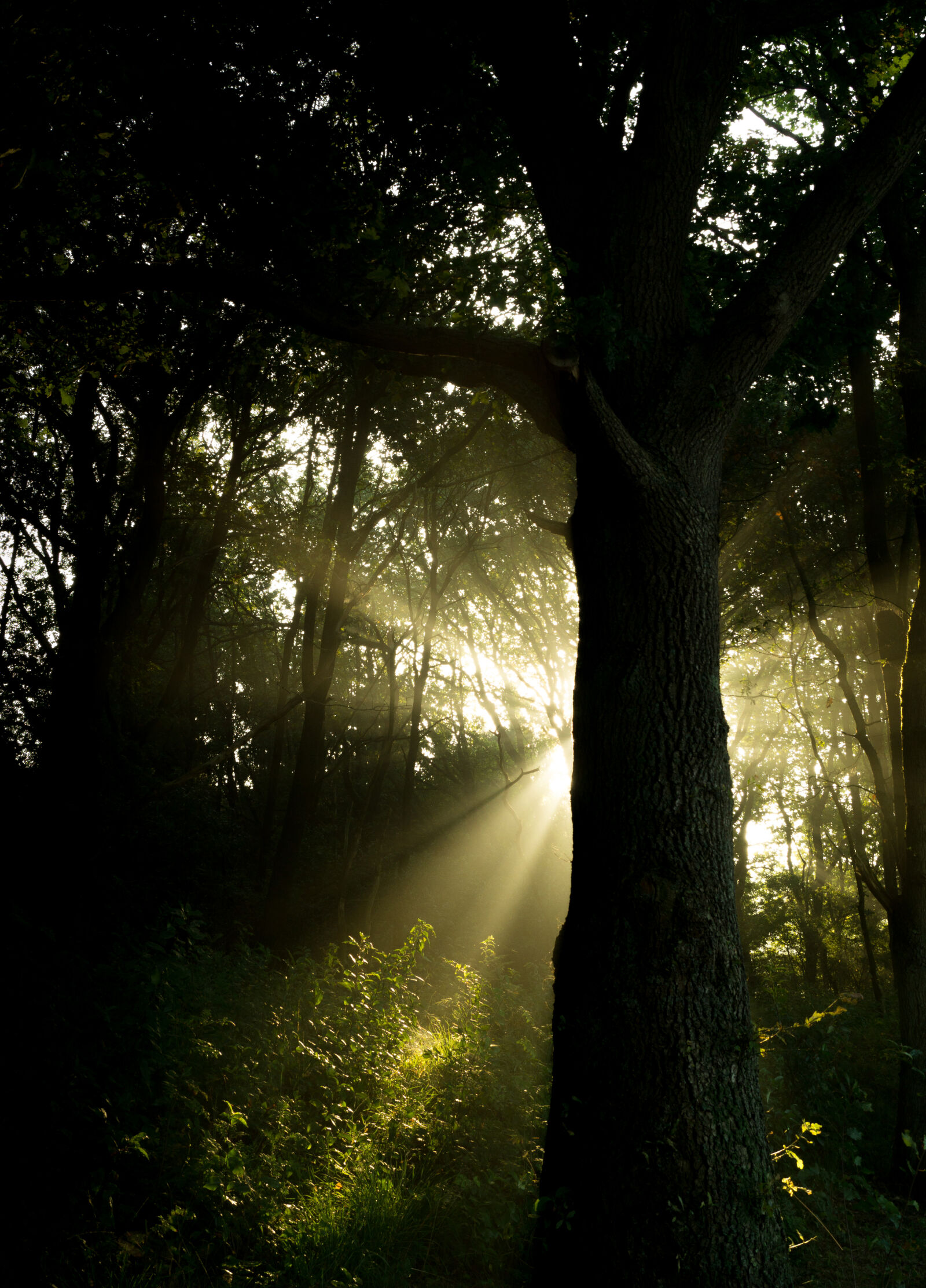 Sony DT 18-55mm F3.5-5.6 SAM II sample photo. Forest, ray, of, sunshine photography