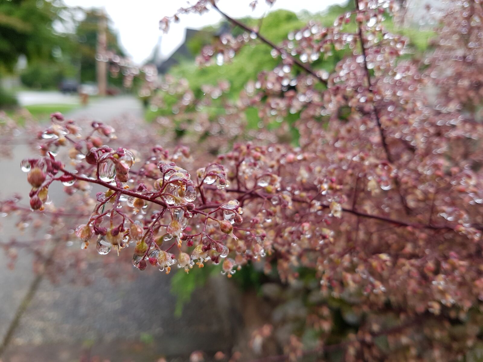 Samsung Galaxy S7 Edge sample photo. Flower, wet, pink photography