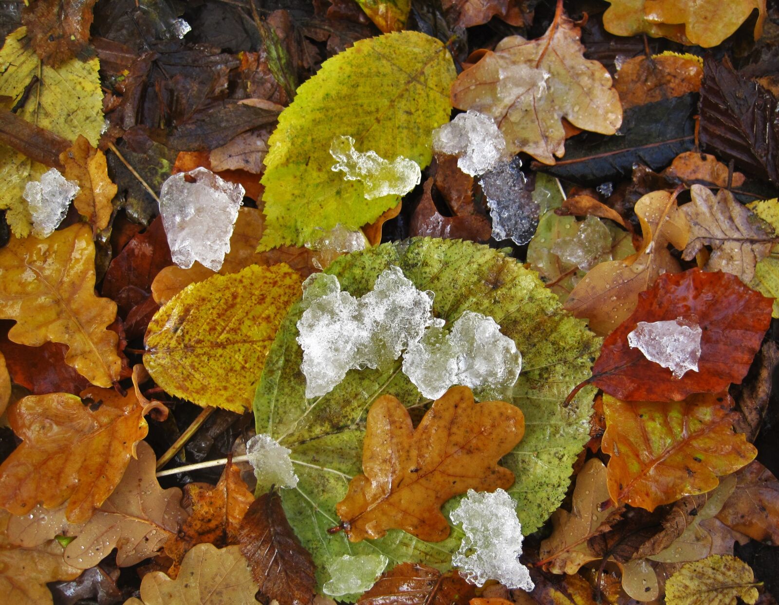 Canon PowerShot SD1200 IS (Digital IXUS 95 IS / IXY Digital 110 IS) sample photo. Fall foliage, eisbr ckchen photography