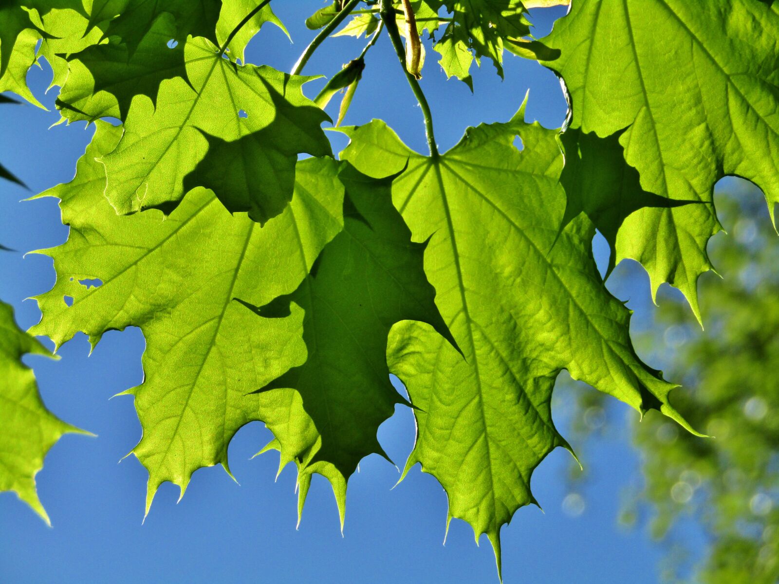 Canon POWERSHOT SX432 IS sample photo. Maple leaves, leaves, shadow photography