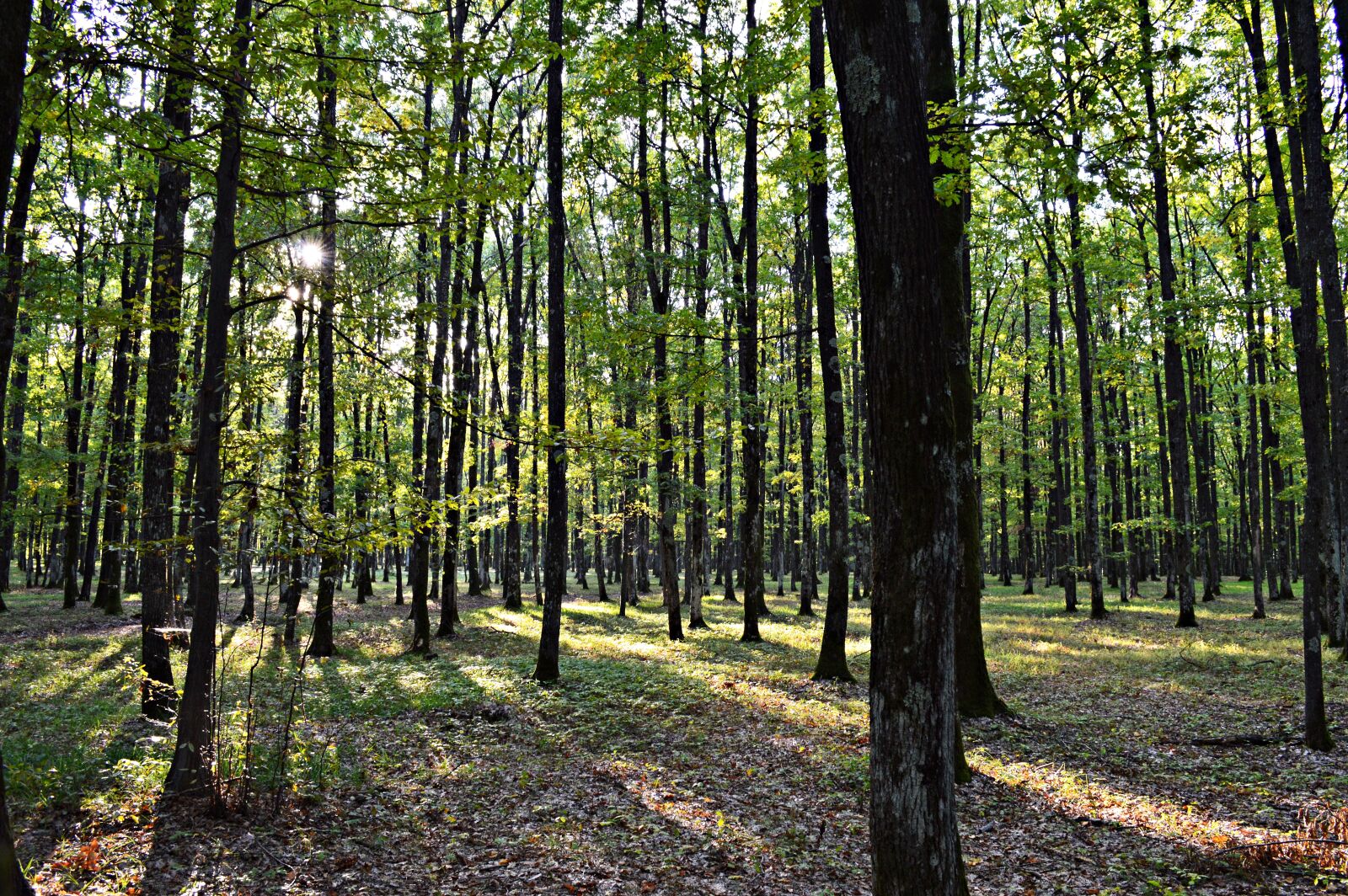 Nikon D3200 sample photo. Forest, september, autumn photography