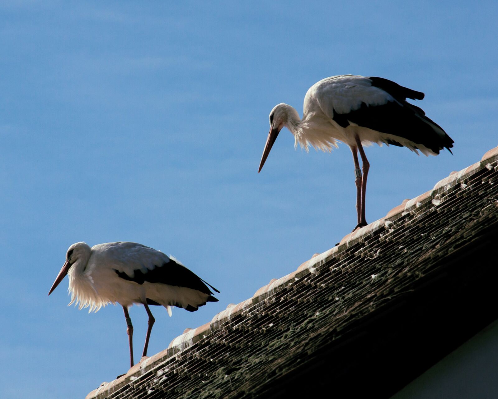 Canon EOS 50D + Canon EF-S 55-250mm F4-5.6 IS STM sample photo. Stork, storks, bird photography
