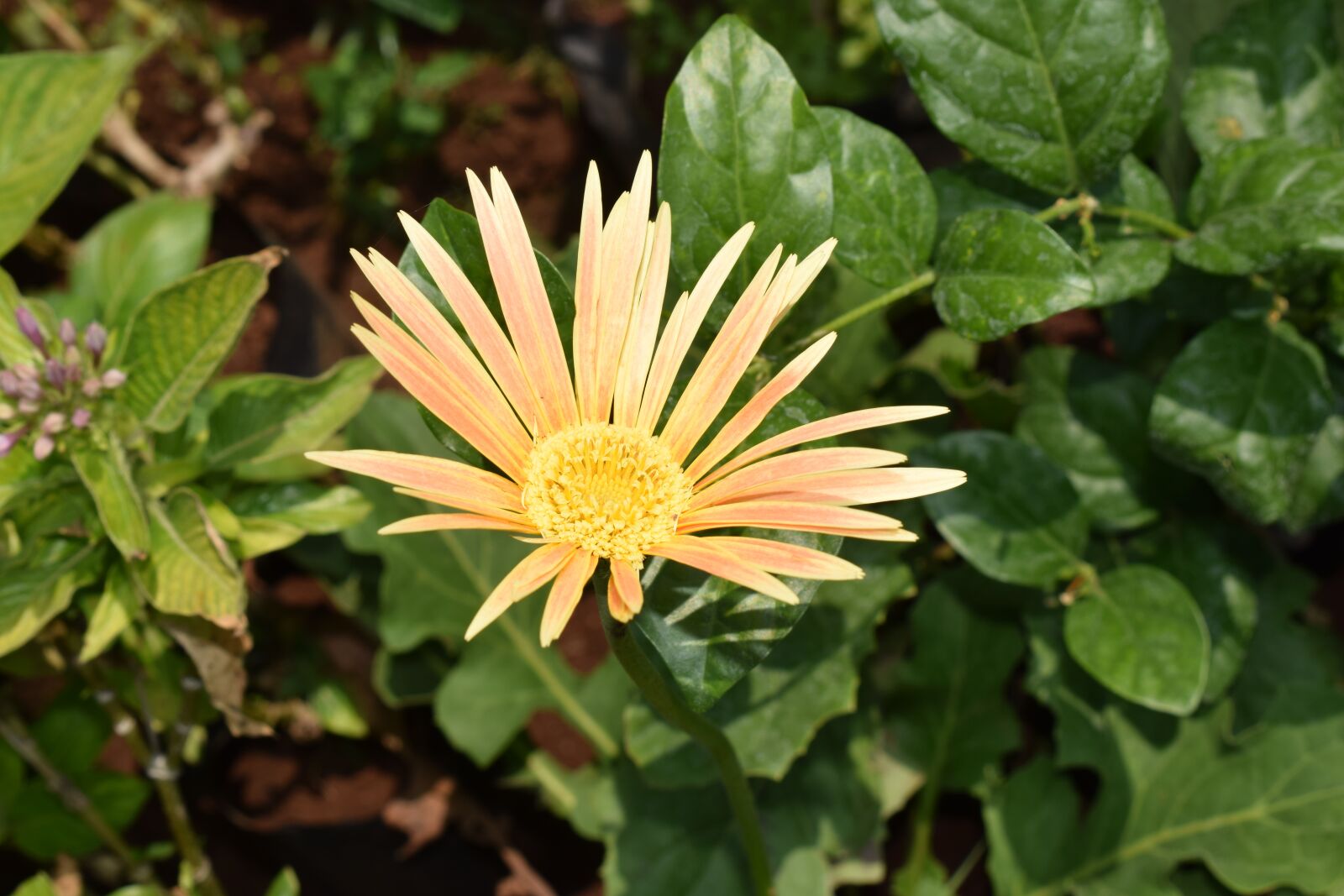 Nikon D5300 sample photo. Daisy flowers, yellow, summer photography