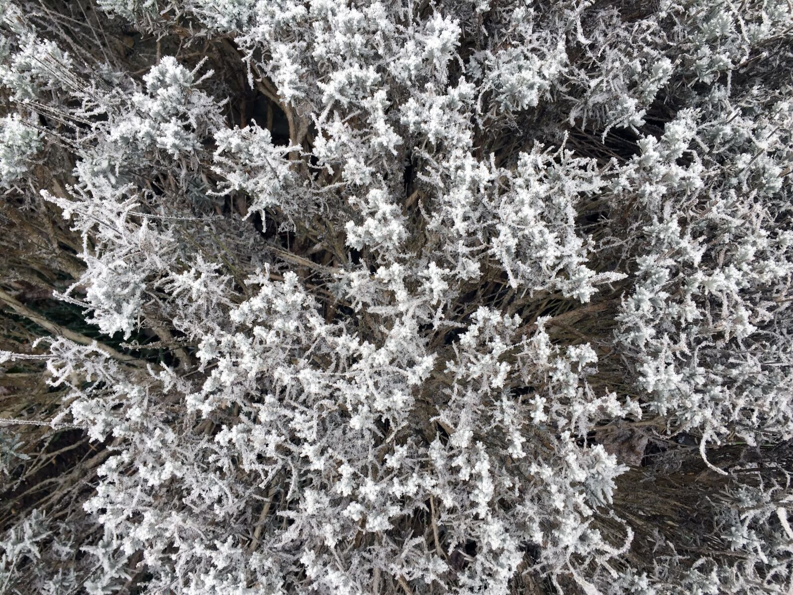 iPhone 6 back camera 4.15mm f/2.2 sample photo. Winter, hoarfrost, garden photography