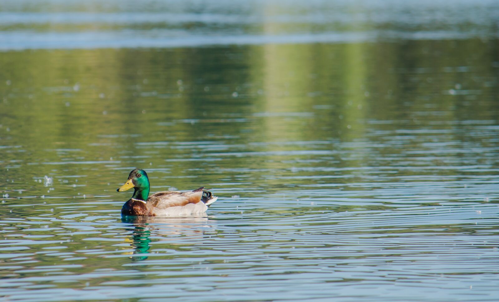 Nikon D3200 sample photo. Laguna, duck, animal photography