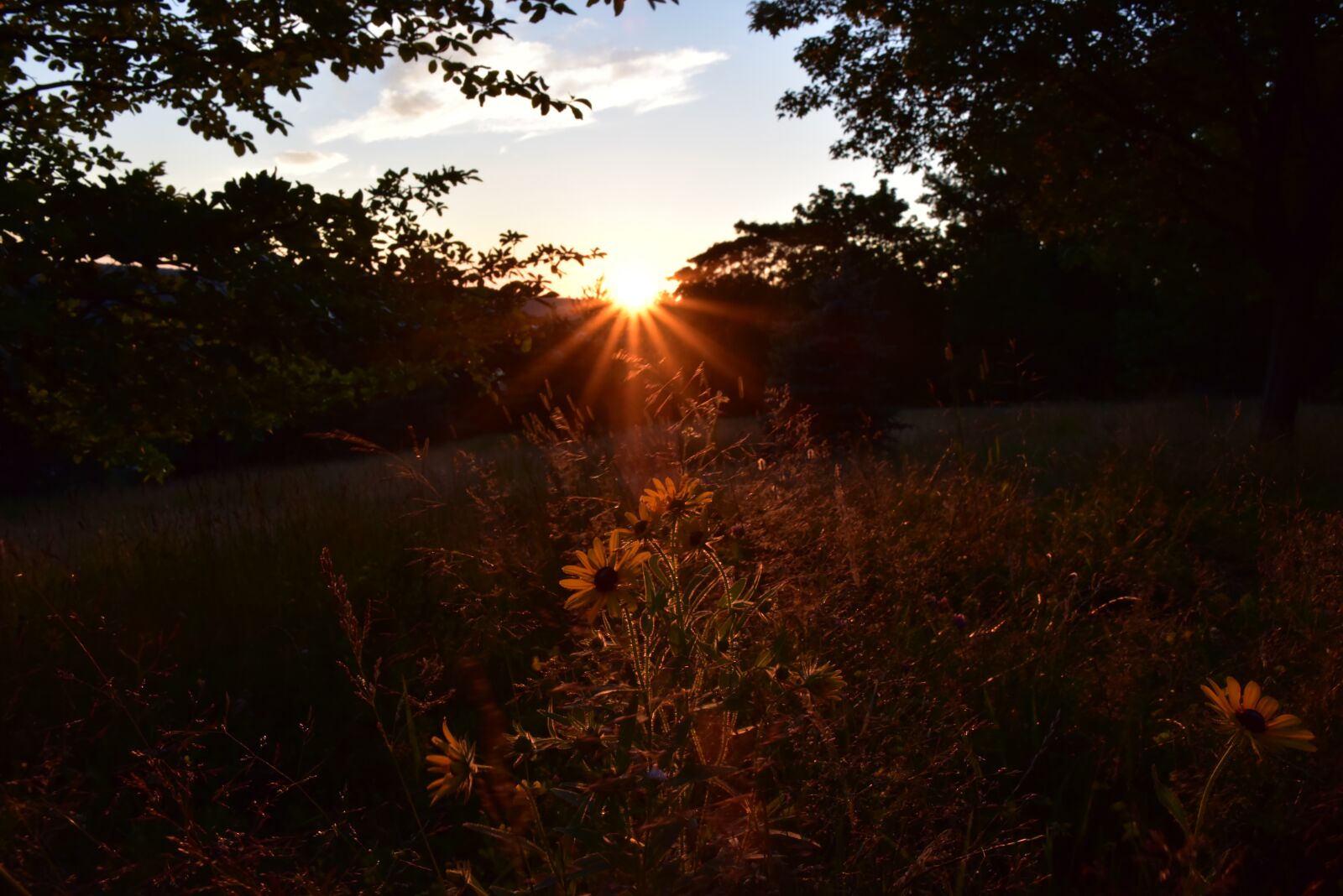 Nikon D810 sample photo. Sunset, warm, backlighting photography
