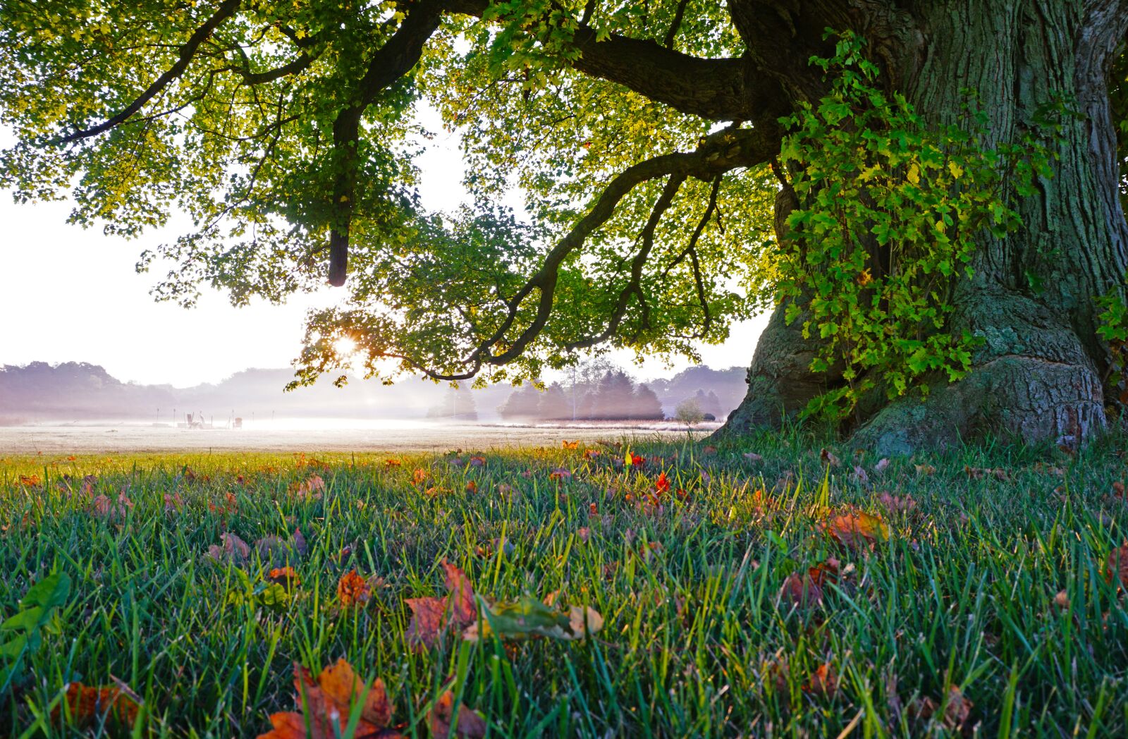 Sony E 16-50mm F3.5-5.6 PZ OSS sample photo. Tree, nature, grass photography