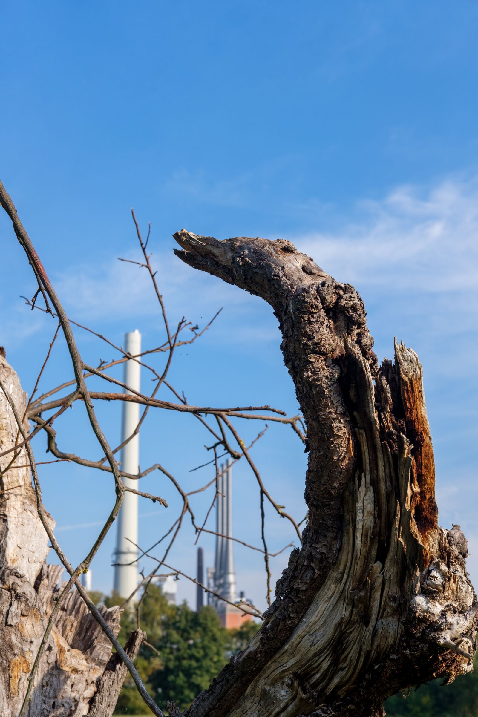 Fujifilm X-T2 + Fujifilm XF 35mm F2 R WR sample photo. Environment, tree, death photography