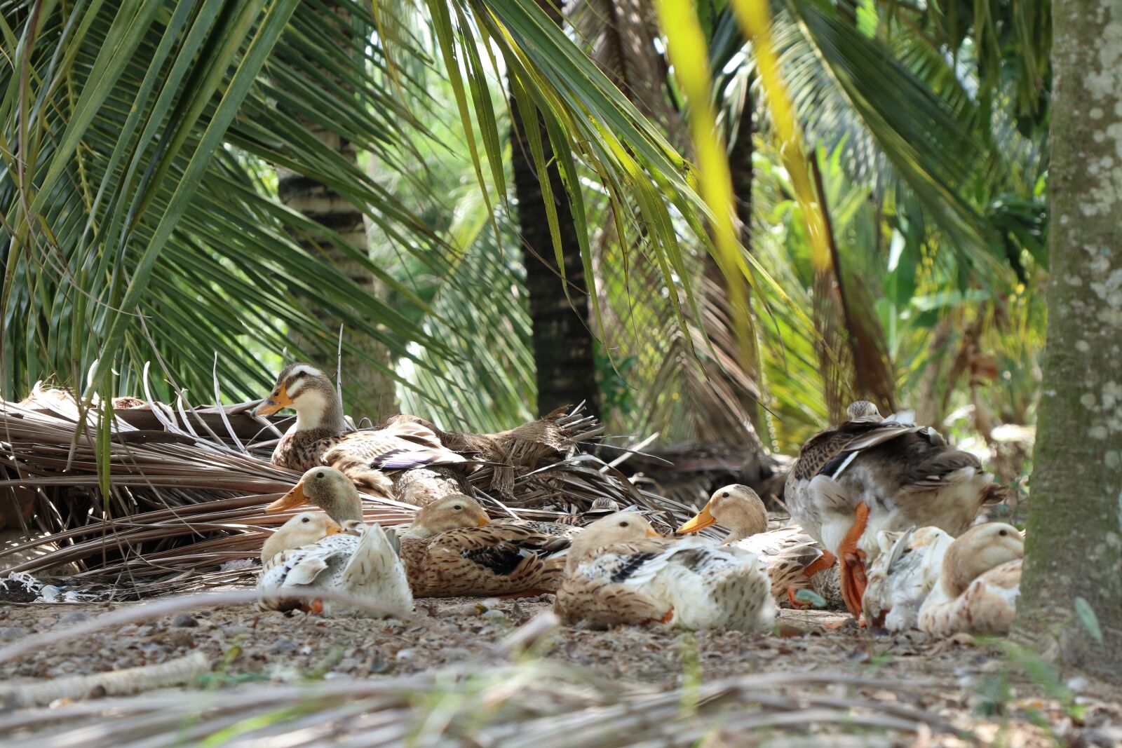 Canon EOS M6 sample photo. Ducks rest, lie, relaxation photography