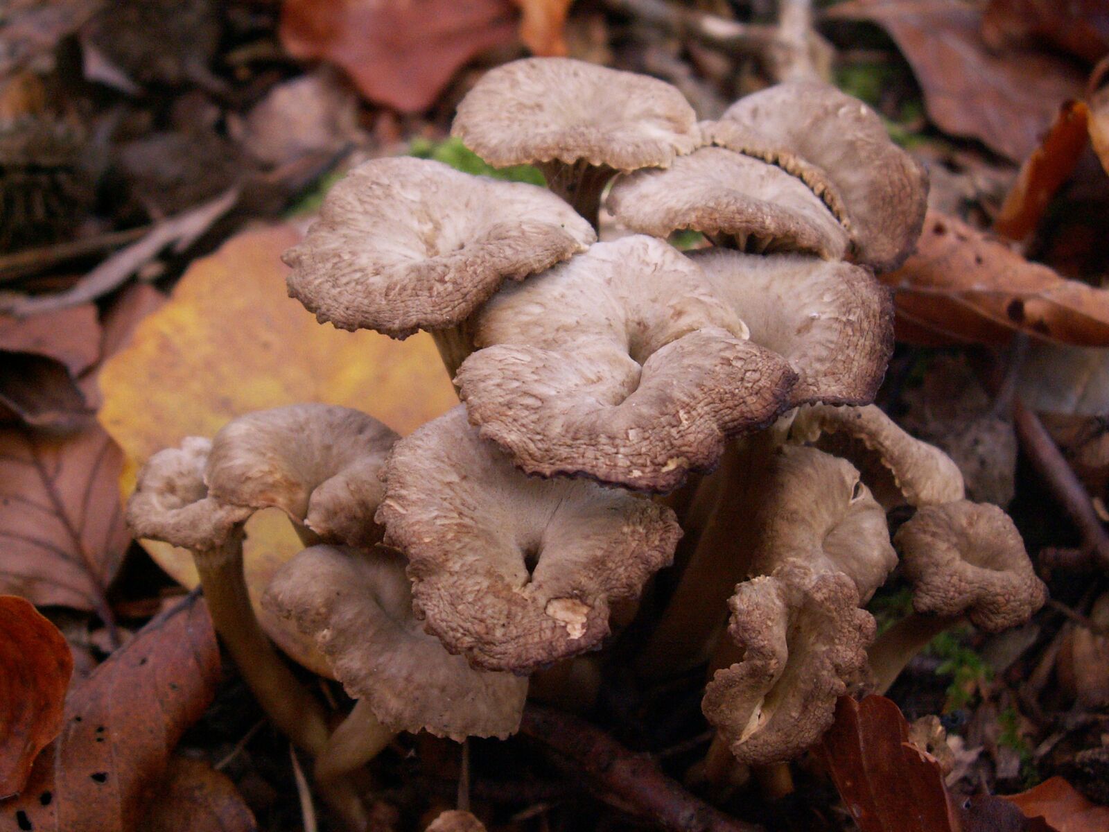 KONICA MINOLTA DiMAGE Z3 sample photo. Mushrooms, autumn, forest photography