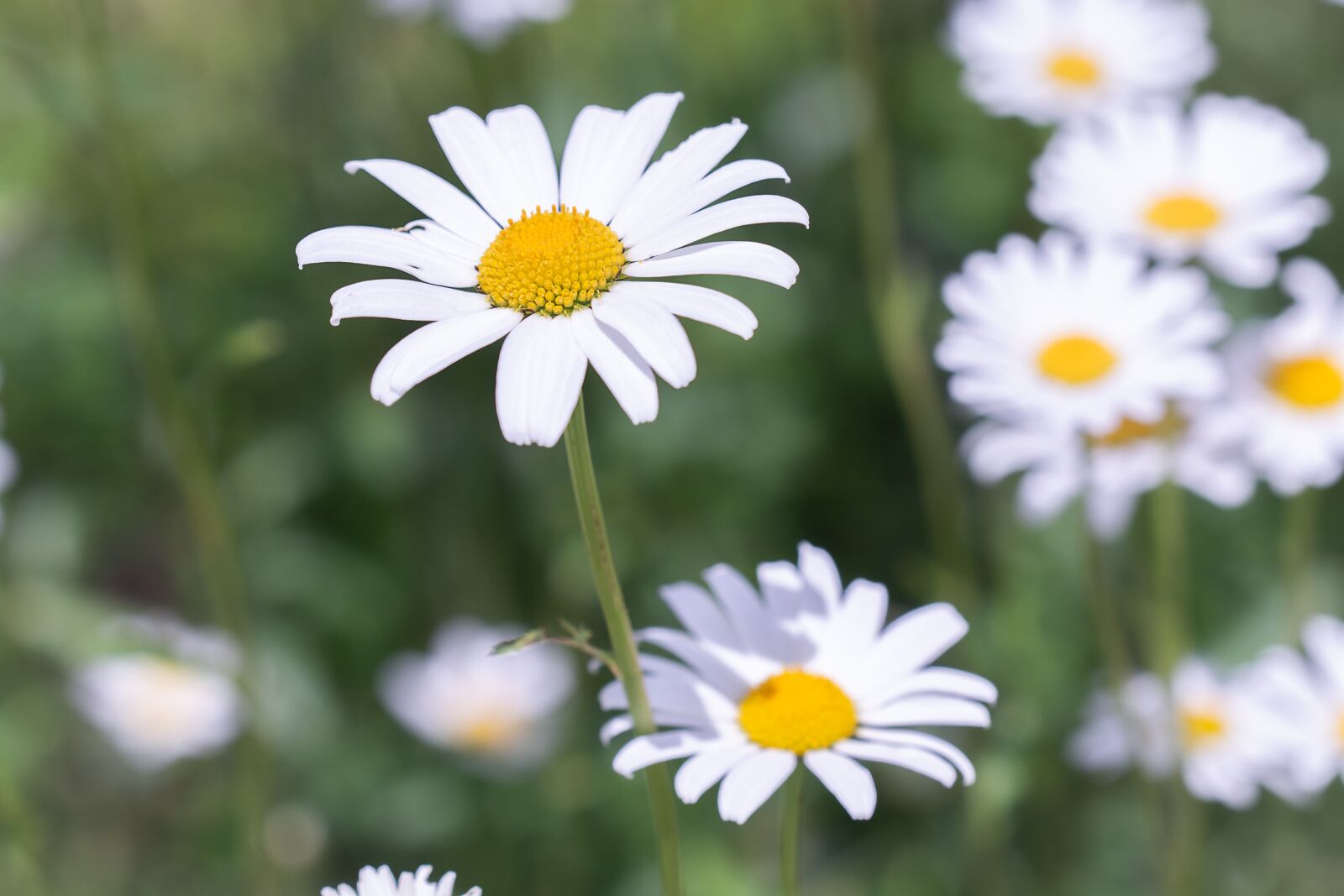Nikon D7100 sample photo. Daisies, meadow daisies, flowers photography