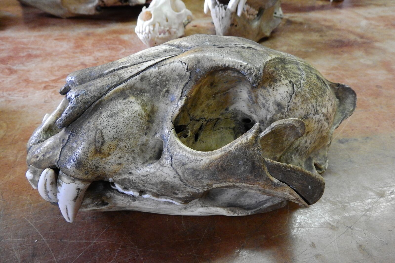 Nikon Coolpix P610 sample photo. Skull, skeleton, bone photography