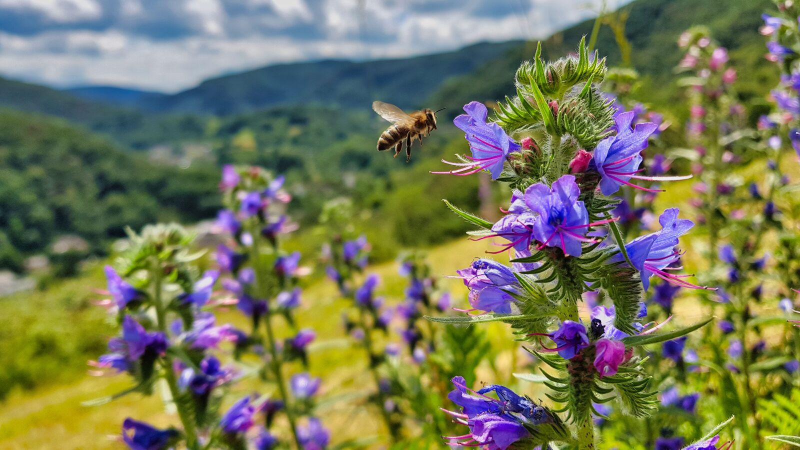 Samsung Galaxy S8 sample photo. Bee, flower, slope photography
