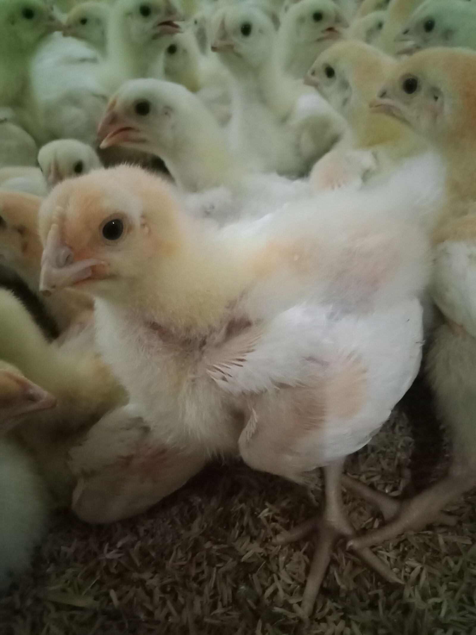 OPPO A83 sample photo. Little chicks, broiler, breeder photography