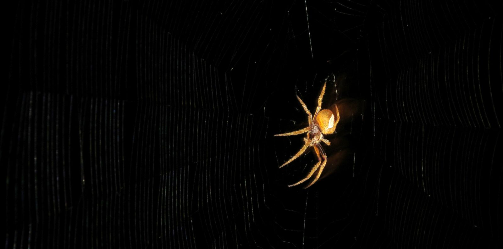 Canon PowerShot SX50 HS sample photo. Arachnid, spider, insect photography
