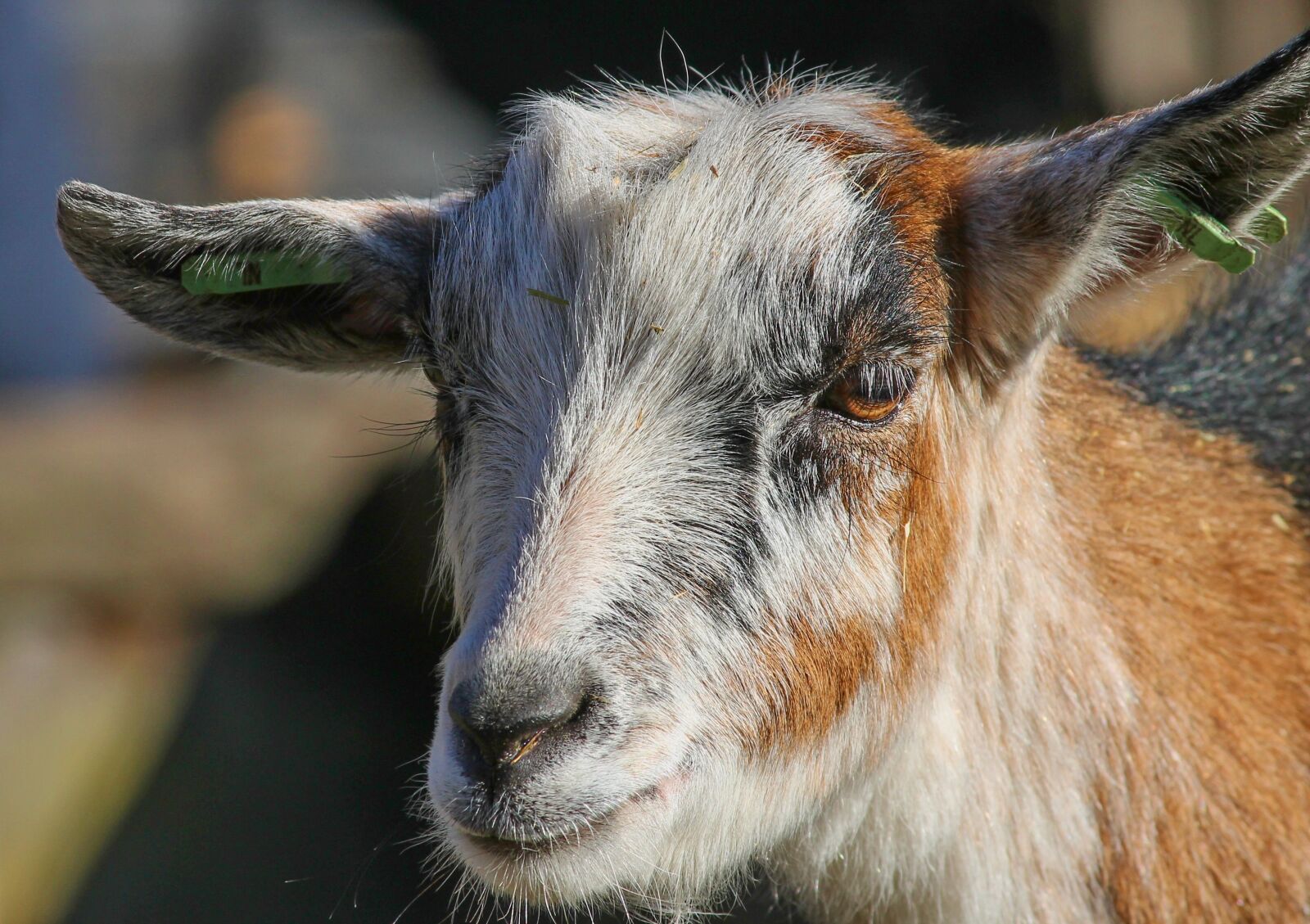 Canon EOS 1100D (EOS Rebel T3 / EOS Kiss X50) sample photo. Goat, domestic goat, goat's photography
