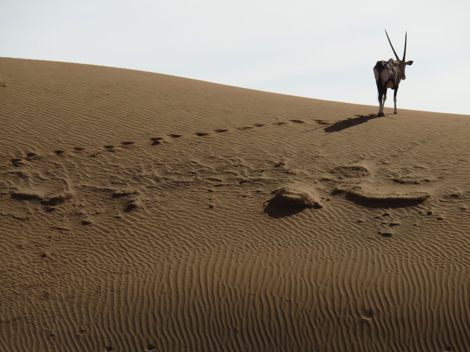Canon PowerShot SX700 HS sample photo. Desert, oryx, spit bock photography