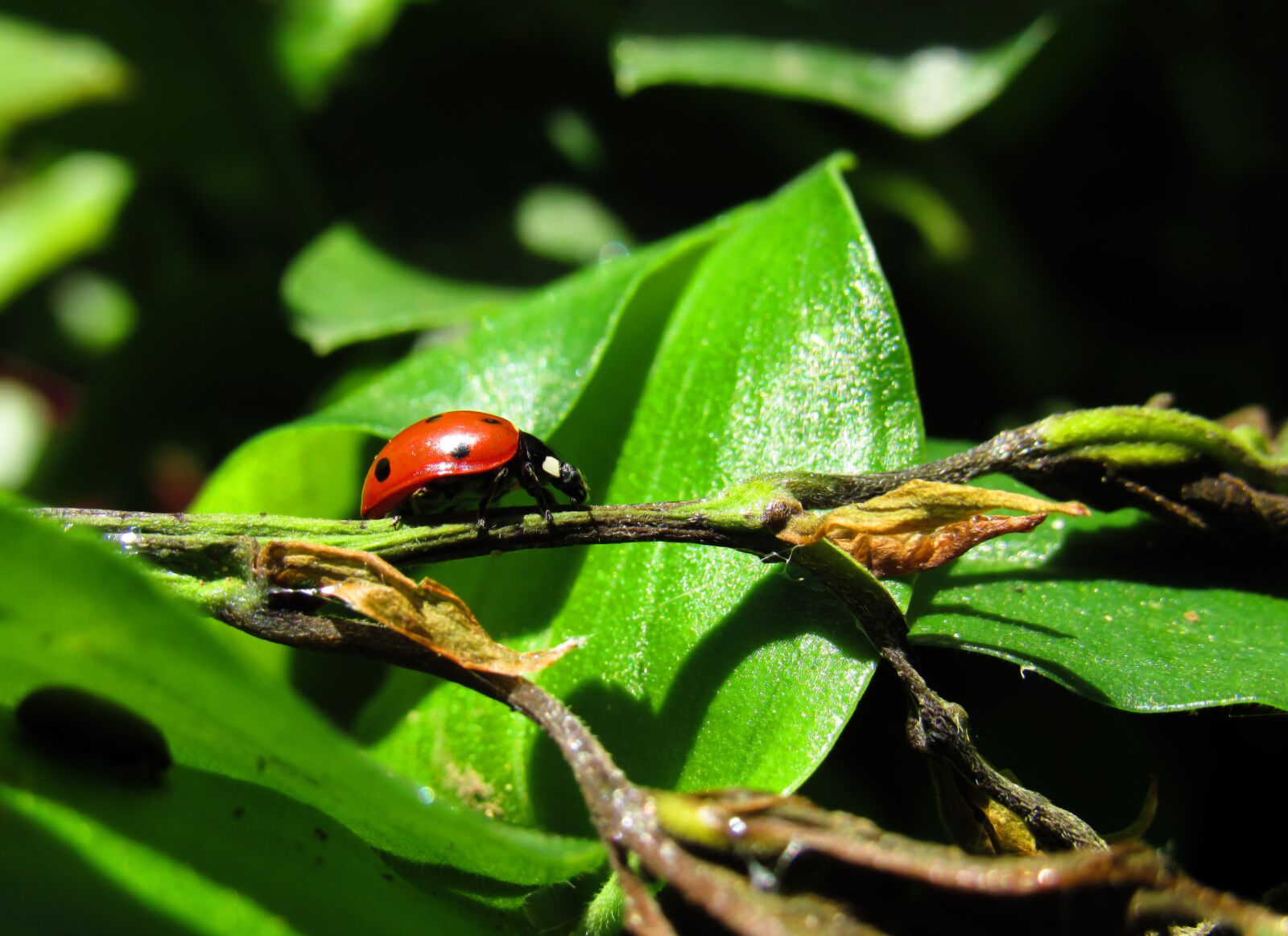 Canon PowerShot SX530 HS sample photo. Ladybug, bug, beetle photography