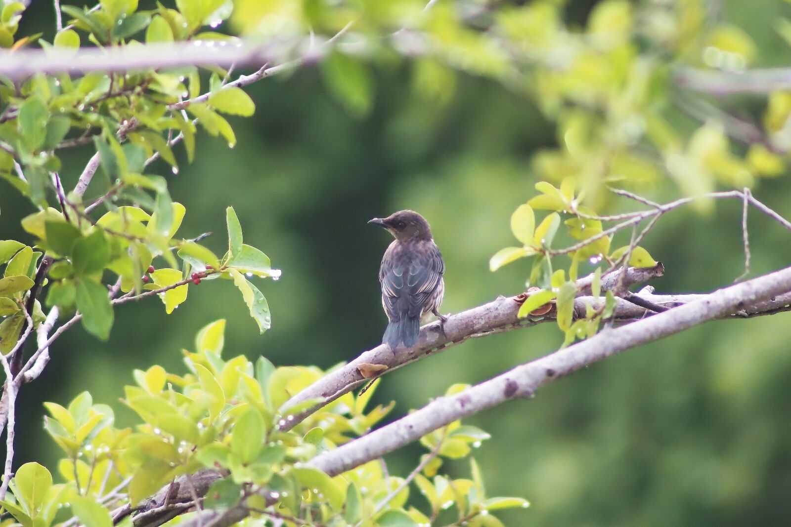 Olympus OM-D E-M1 sample photo. Young starling, wild, bird photography