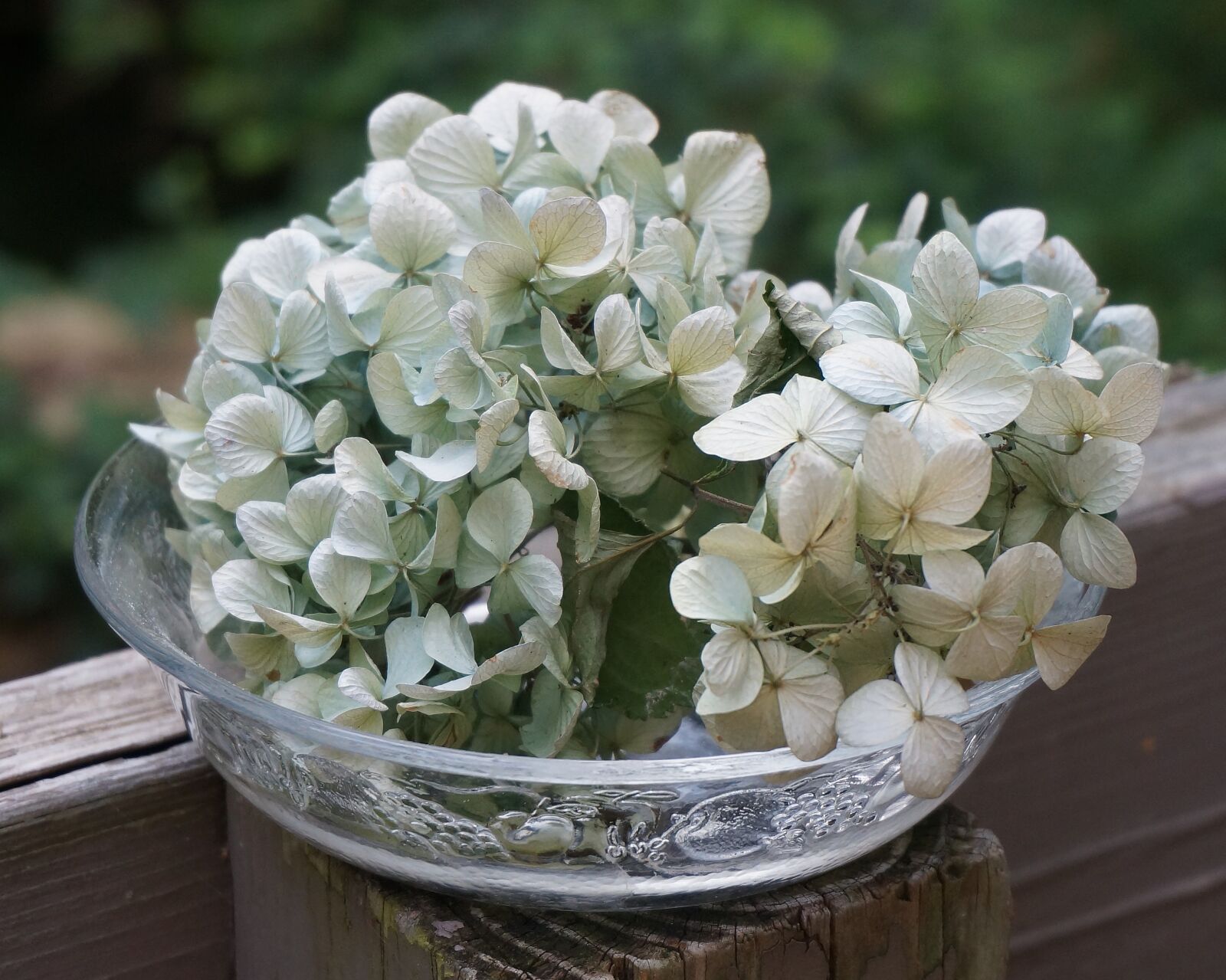 Sony Alpha NEX-5T sample photo. Dried hydrangeas in glass photography