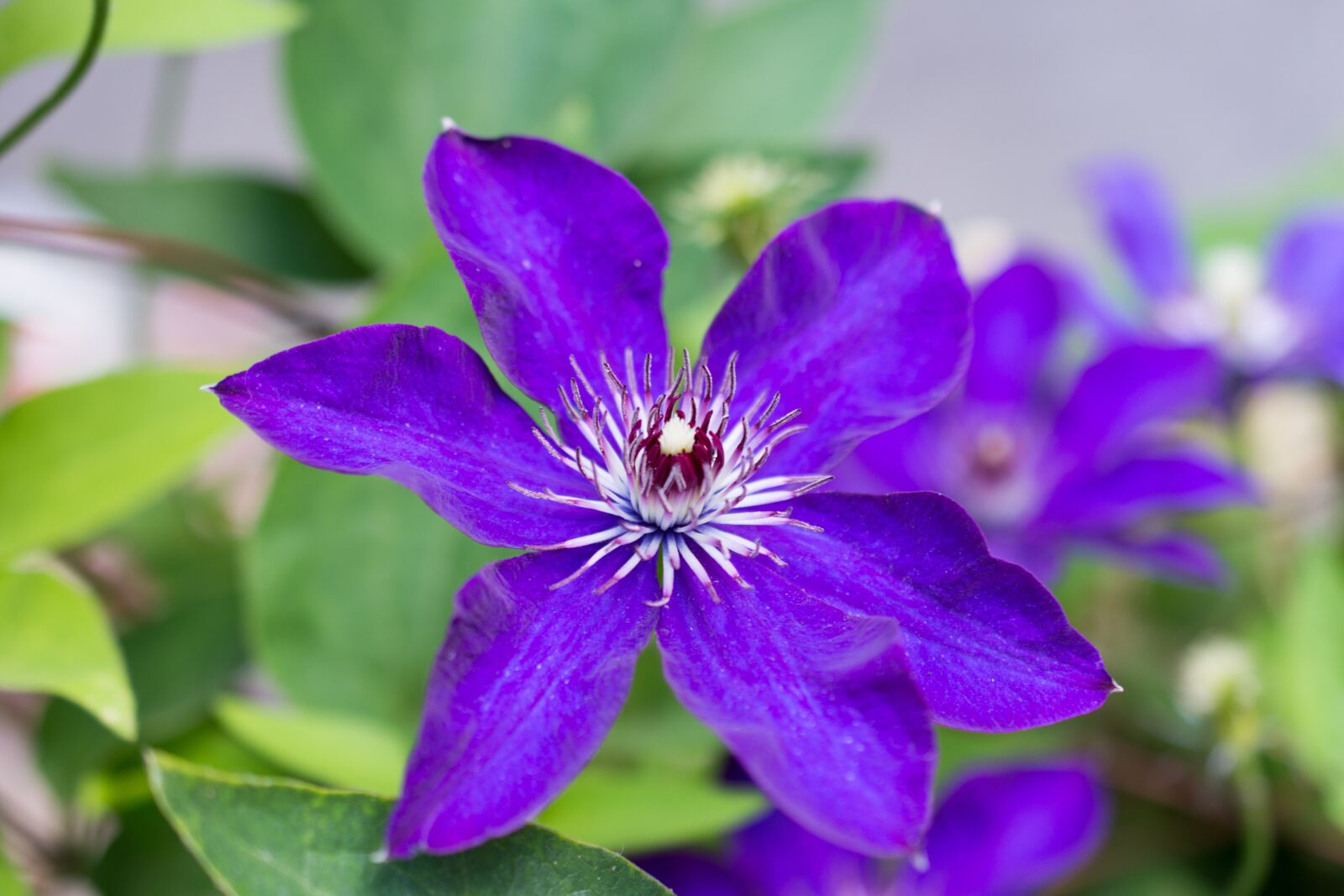 Nikon D7200 sample photo. Clematis, viola, flower photography