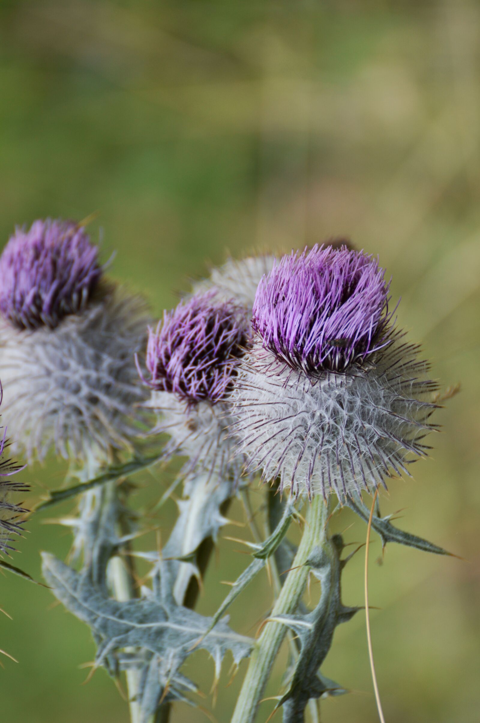 Nikon D3200 sample photo. Thistle, flower, plant photography