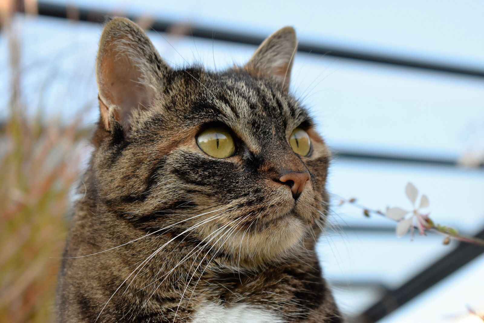 Nikon D5500 sample photo. Cat, animal, mackerel photography