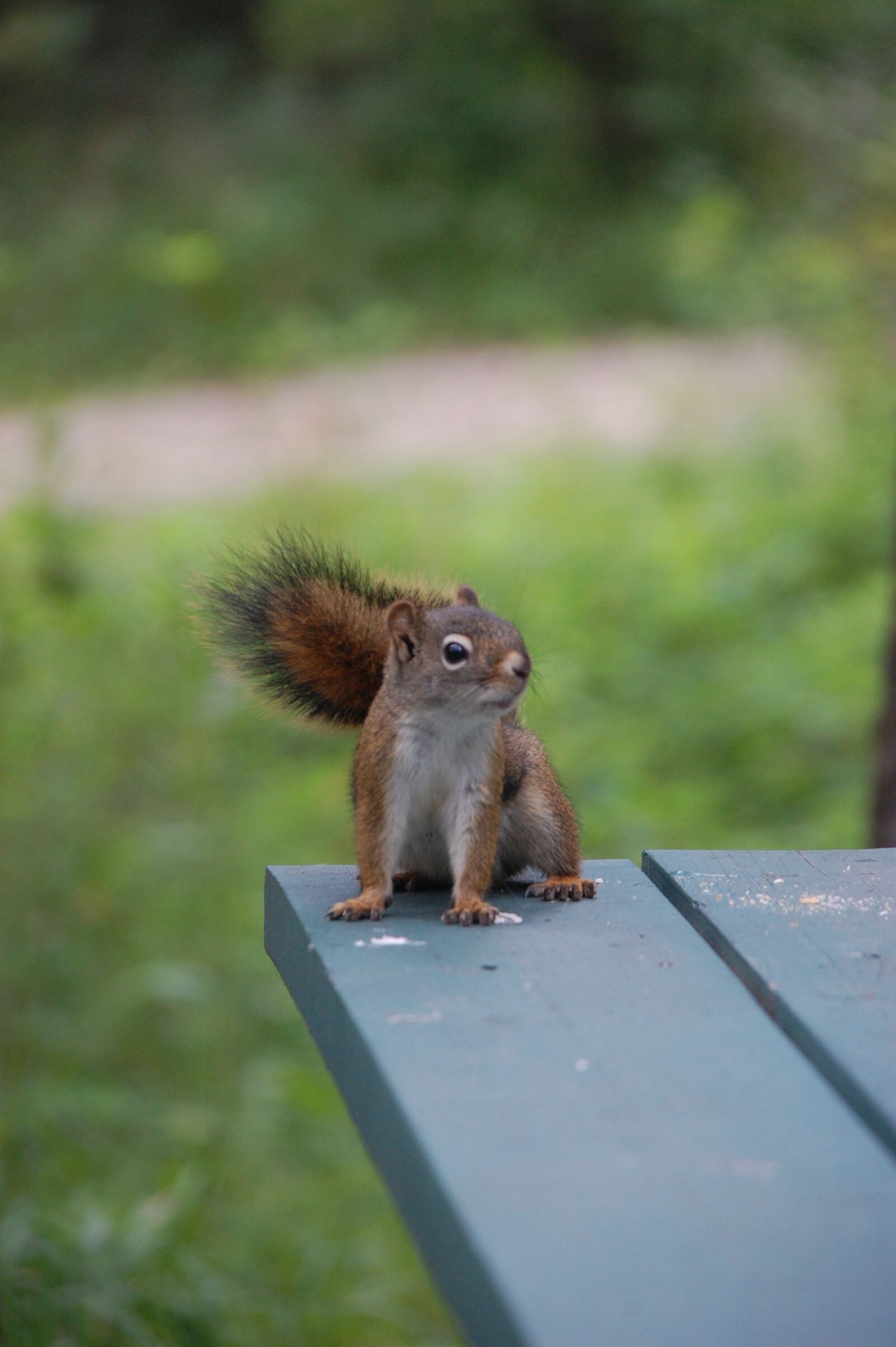 Nikon D40 sample photo. Canada, nature, animals photography