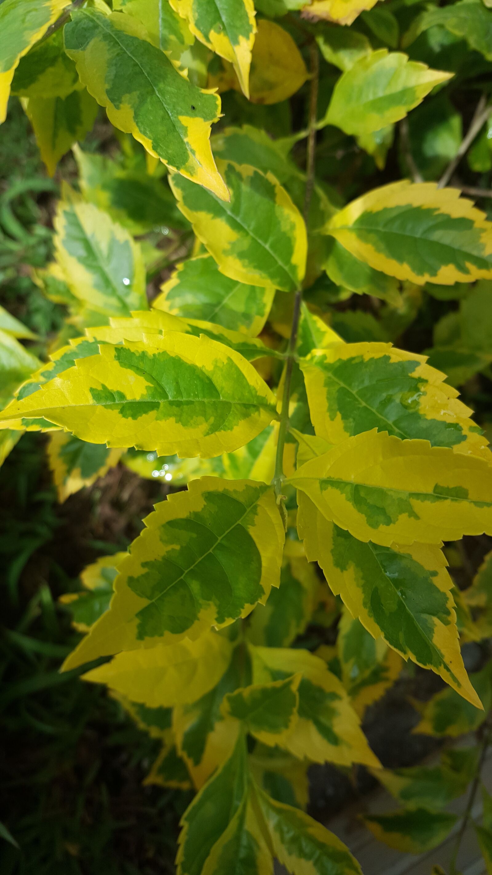 Samsung Galaxy Note5 sample photo. Plant, nature, leaves photography