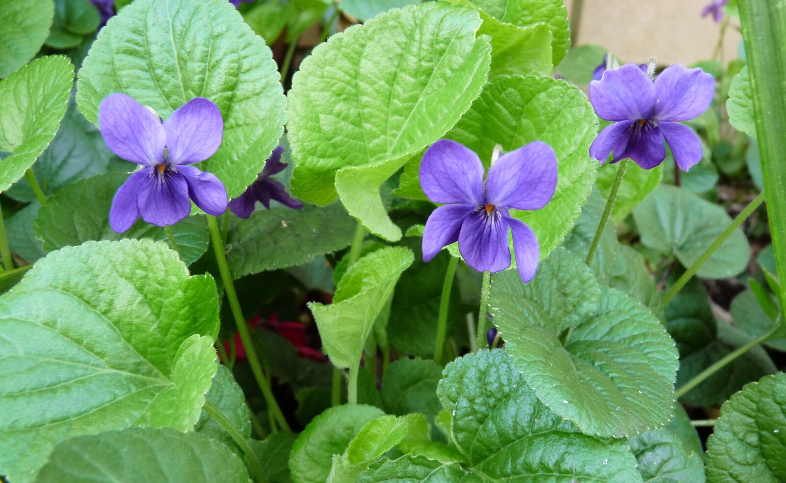 Panasonic Lumix DMC-FZ28 sample photo. Violets, plant, flowers photography
