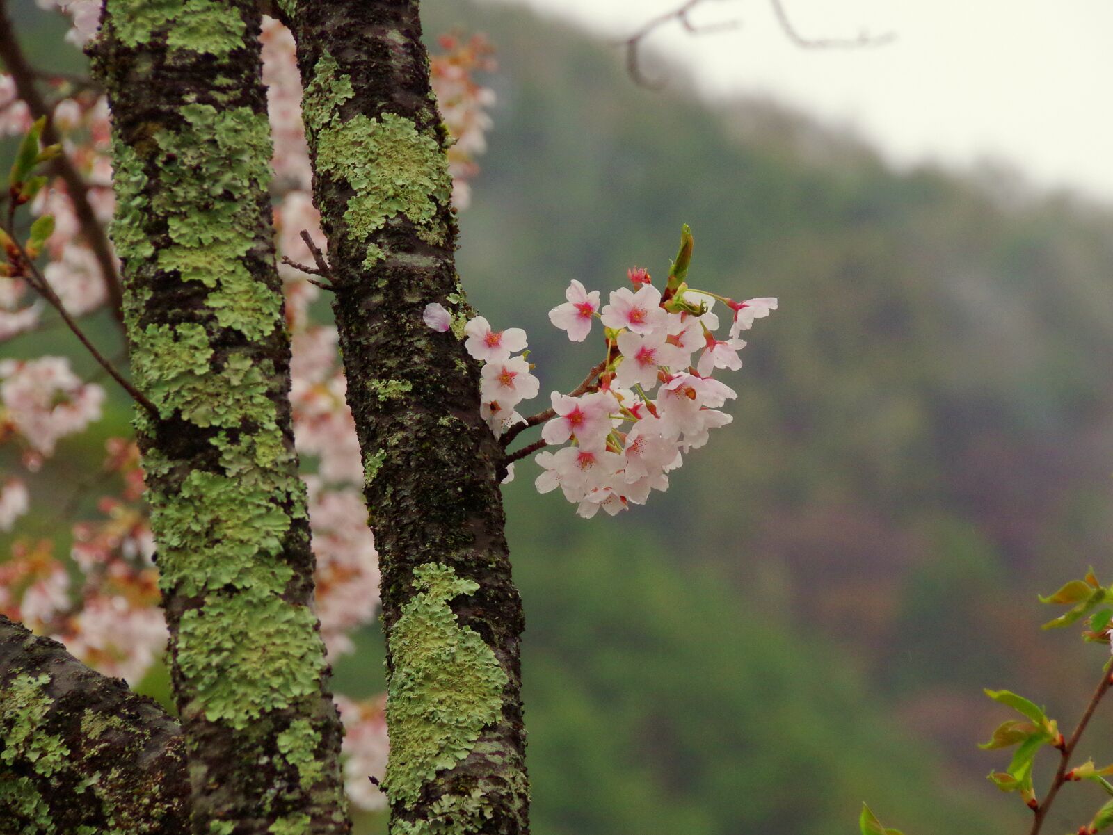 Pentax K-30 sample photo. Cherry blossoms, japan, takato photography