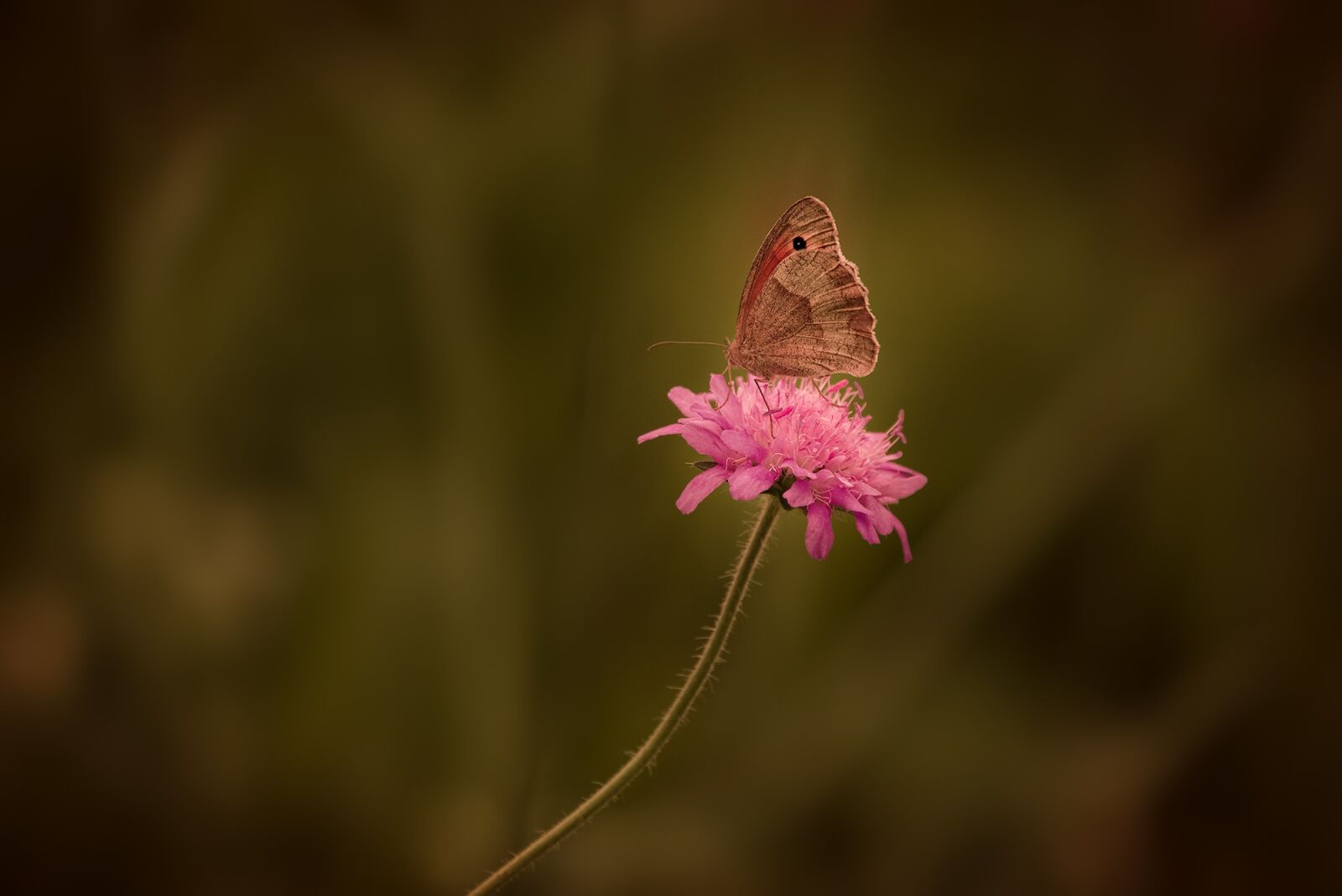 Nikon D750 sample photo. Butterfly, insect, flight insect photography