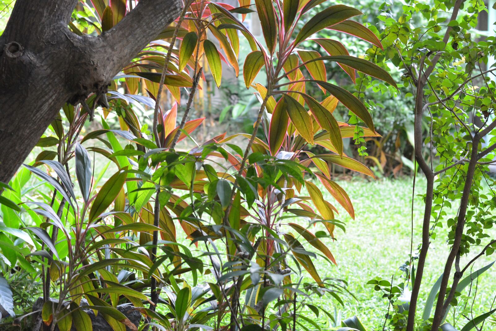 Nikon D5200 sample photo. Garden, flower, green photography