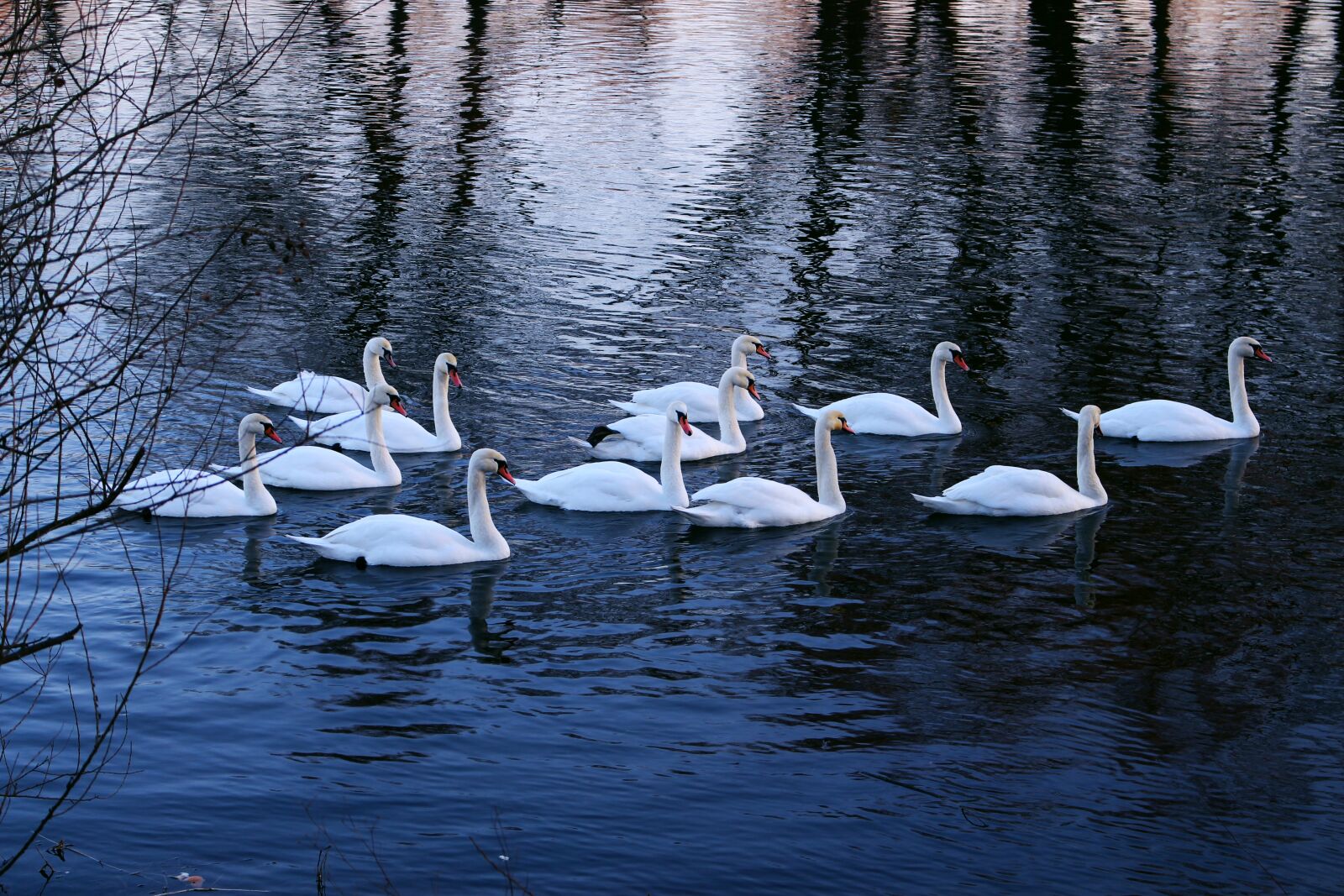 Canon EOS 700D (EOS Rebel T5i / EOS Kiss X7i) sample photo. Swans, water, river photography
