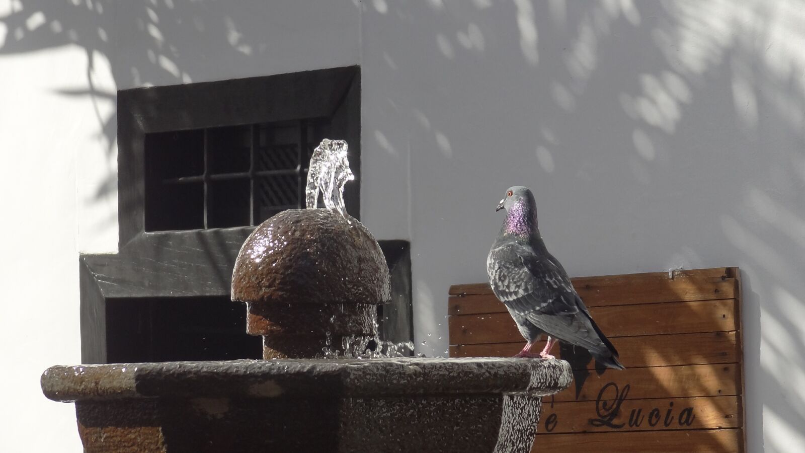 Sony Cyber-shot DSC-HX9V sample photo. Dove, bird, fountain photography