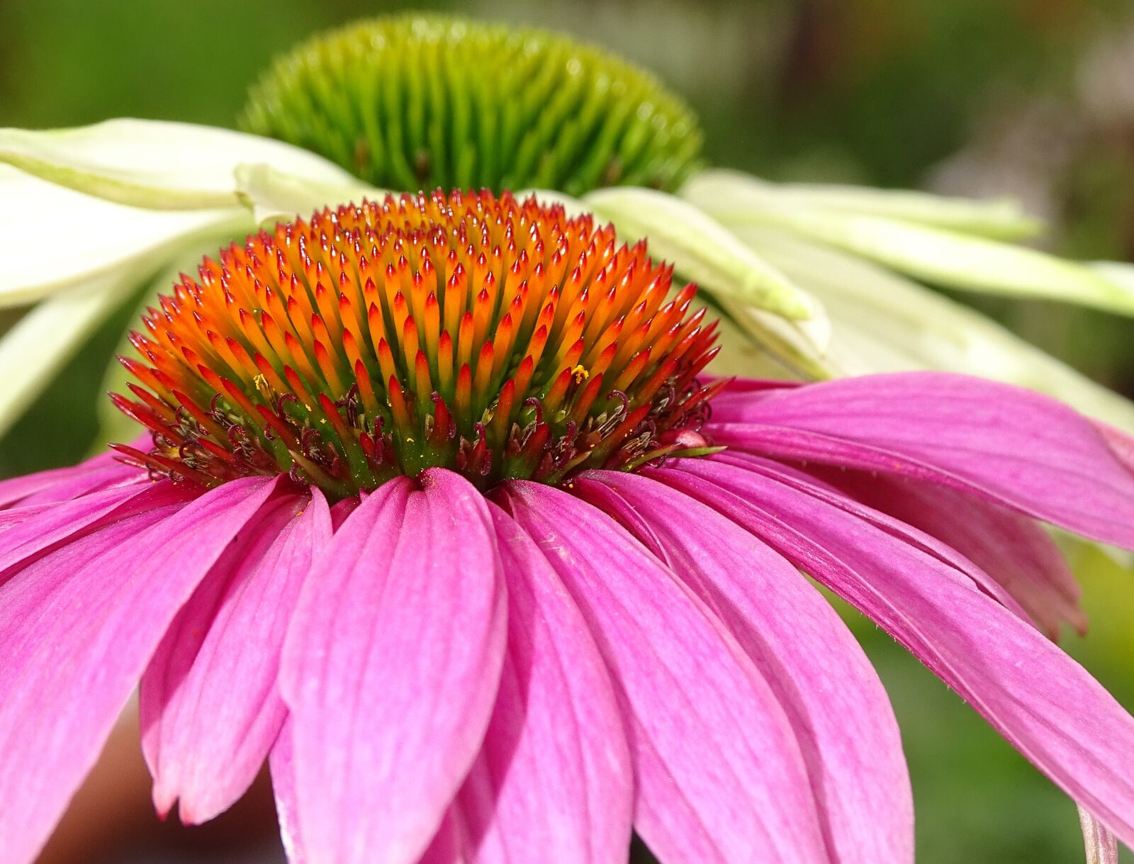 Sony Cyber-shot DSC-HX400V sample photo. Echinacea, wildlife friendly, perrennial photography