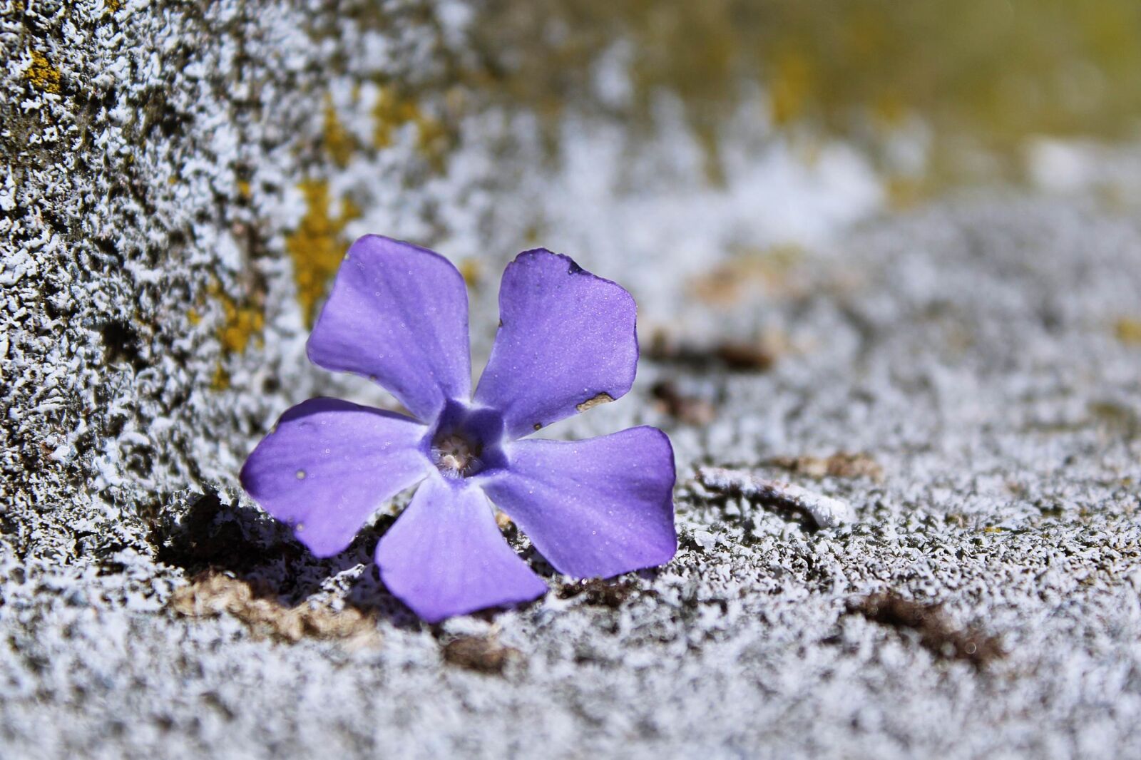 Canon EOS 1200D (EOS Rebel T5 / EOS Kiss X70 / EOS Hi) sample photo. Flowers, purple, background photography
