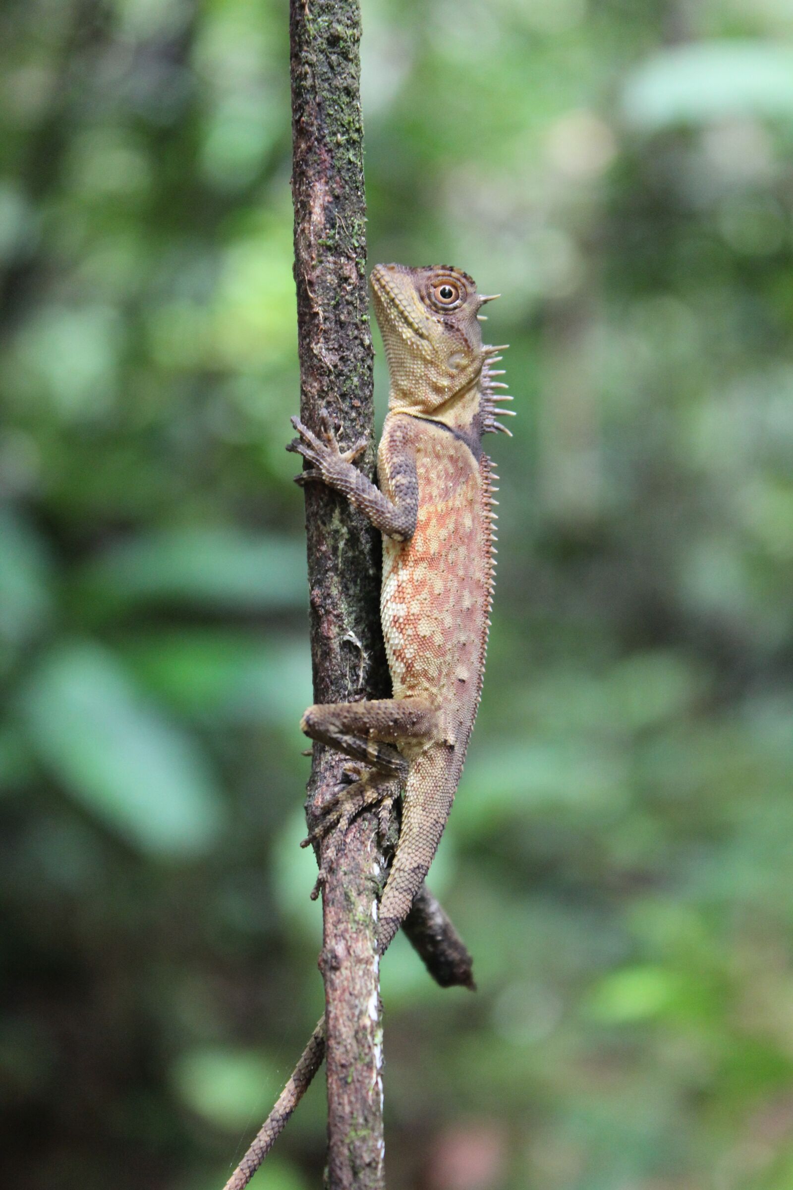 Canon EOS 600D (Rebel EOS T3i / EOS Kiss X5) sample photo. Chameleon, jungle, nature photography