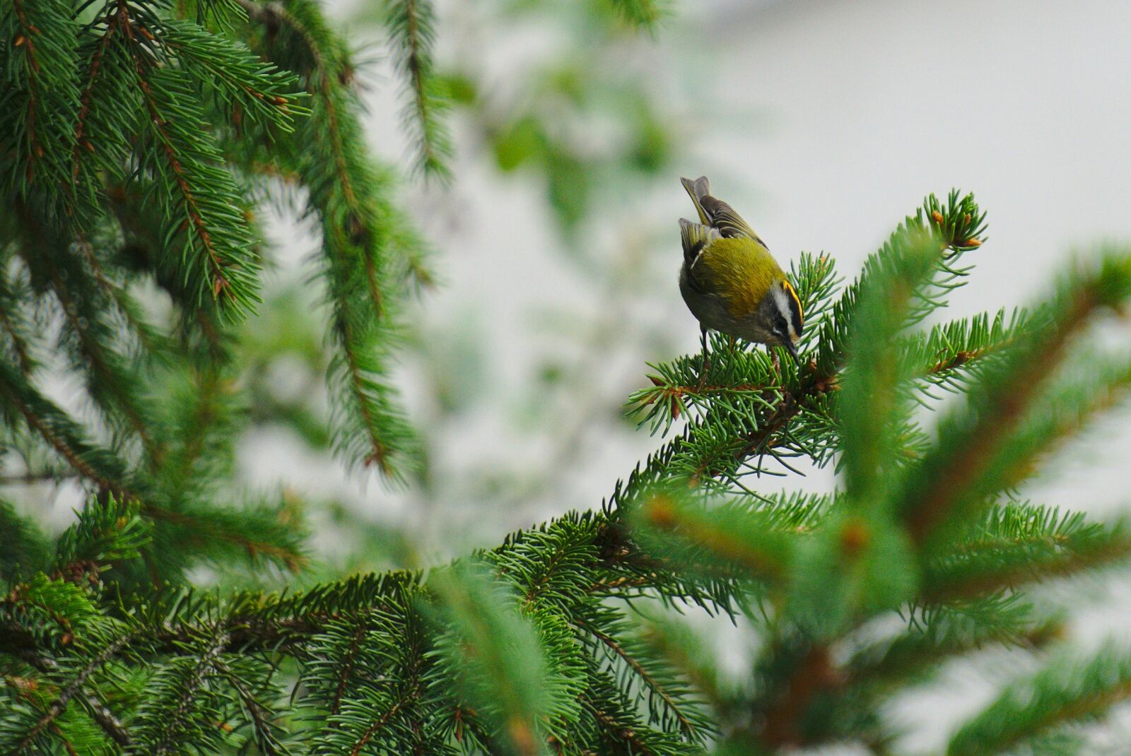 Sony E 55-210mm F4.5-6.3 OSS sample photo. Firecrest, bird, nature photography