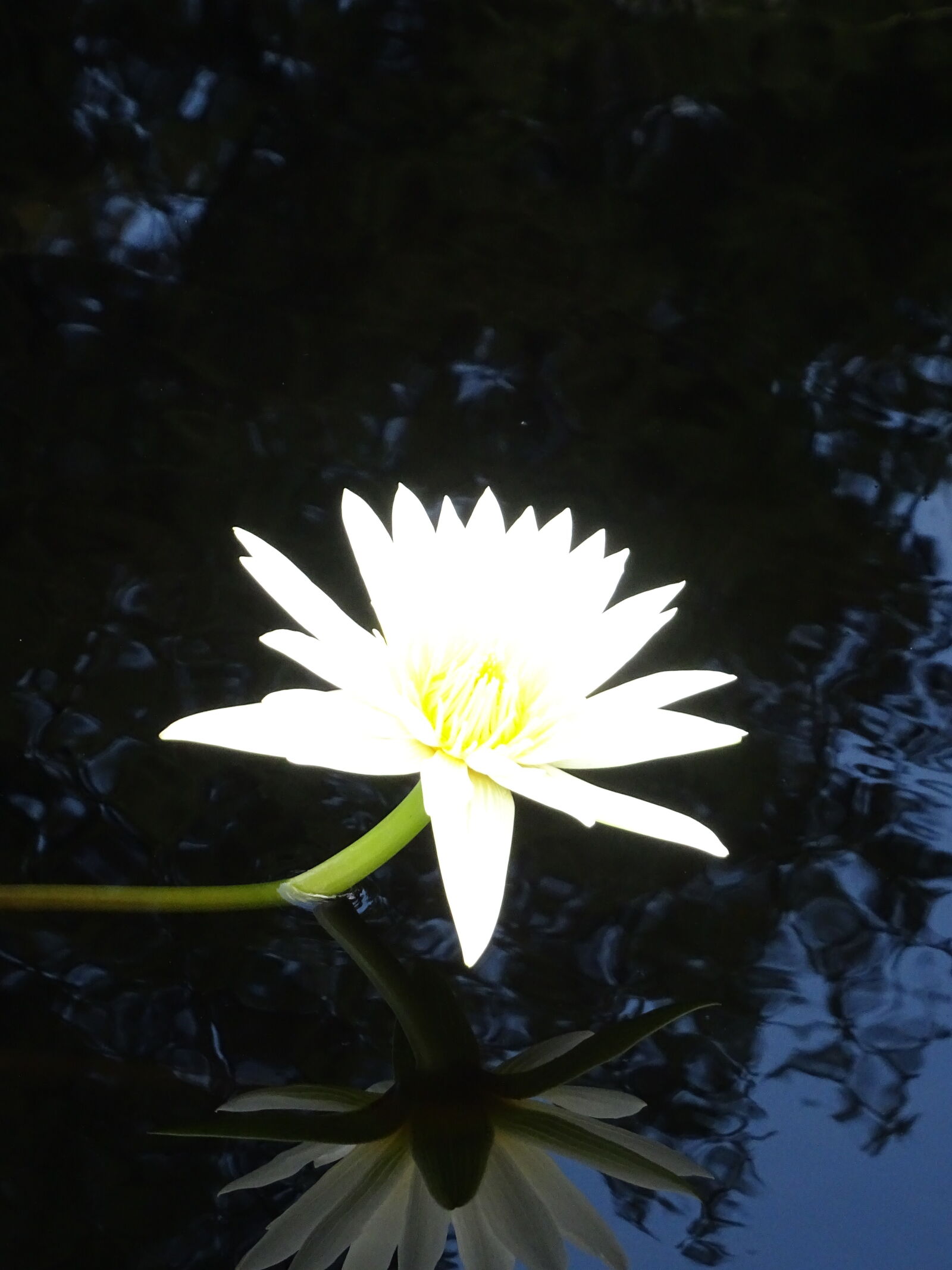 Sony DSC-QX30 sample photo. Flower, garden, lilly, pond photography