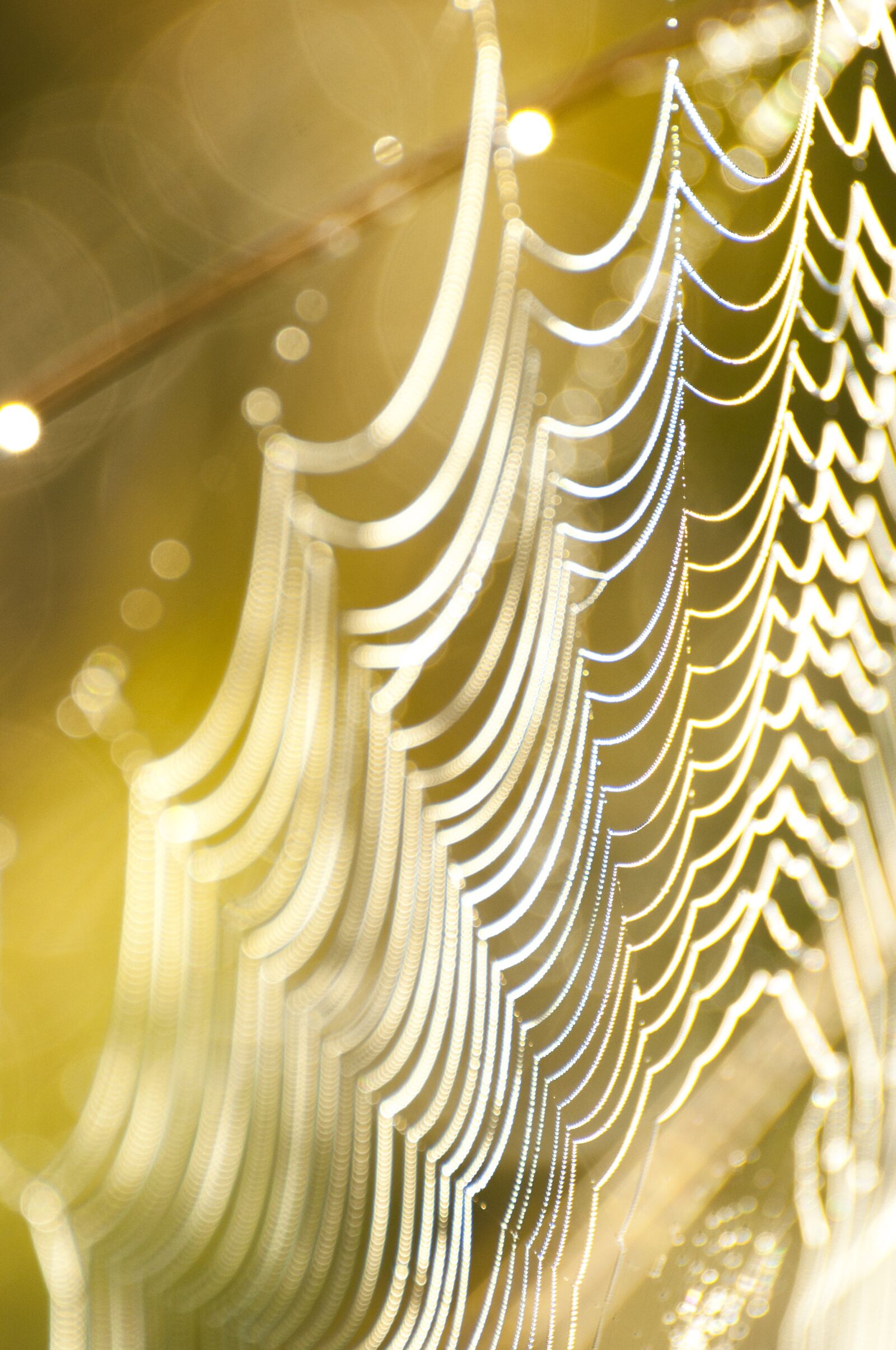 Nikon D5000 sample photo. Cobweb, web, spiderweb photography
