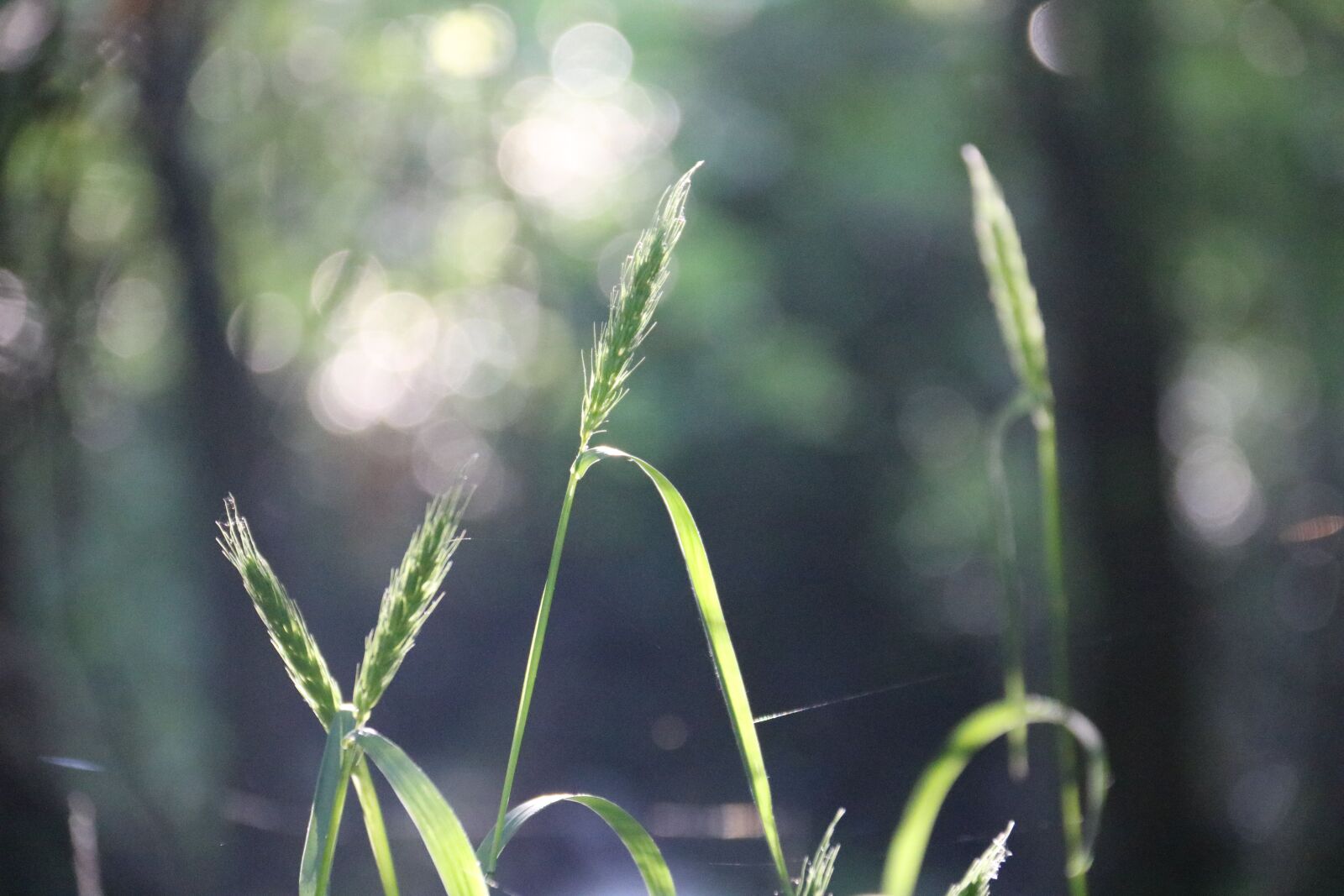 Canon EOS 750D (EOS Rebel T6i / EOS Kiss X8i) + Canon EF-S 18-200mm F3.5-5.6 IS sample photo. Grass, nature, meadow photography