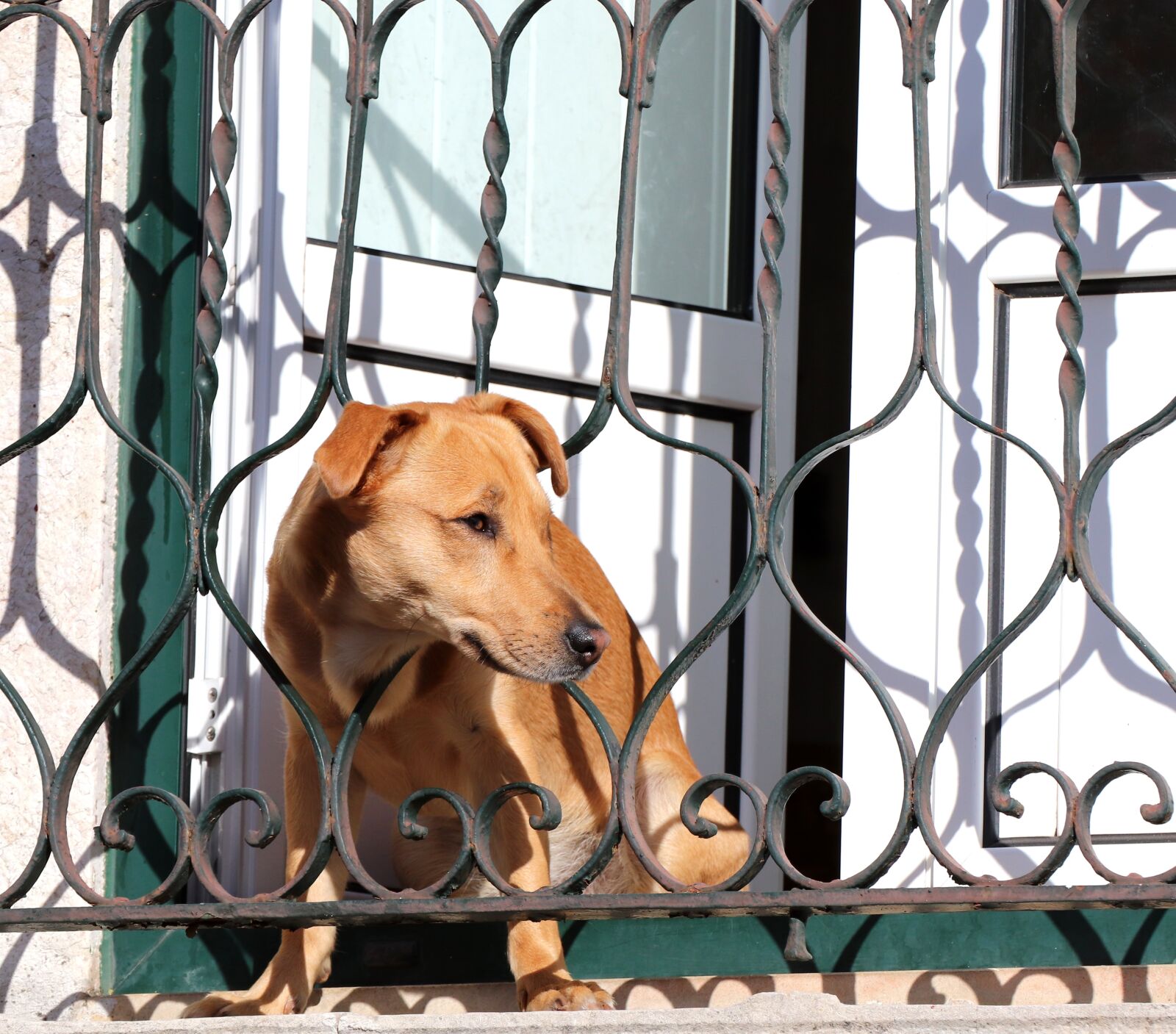 Canon EOS 200D (EOS Rebel SL2 / EOS Kiss X9) sample photo. Dog, nature, animal photography