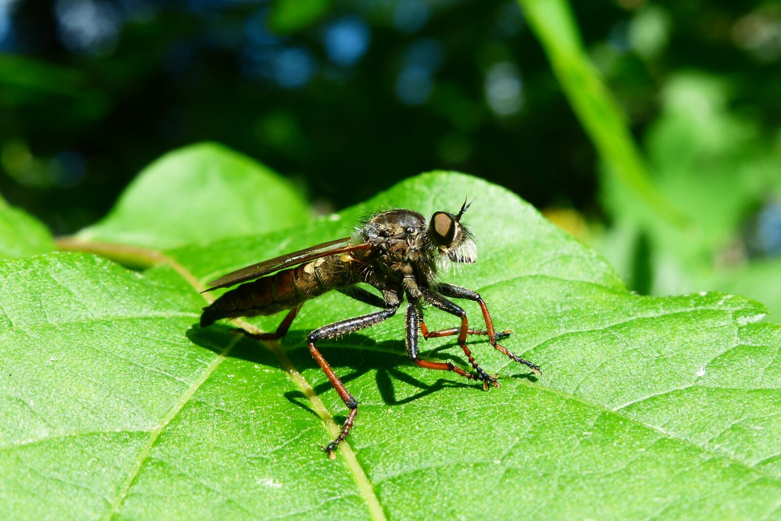 Panasonic Lumix DMC-FZ200 sample photo. Animals, invertebrates, insect photography