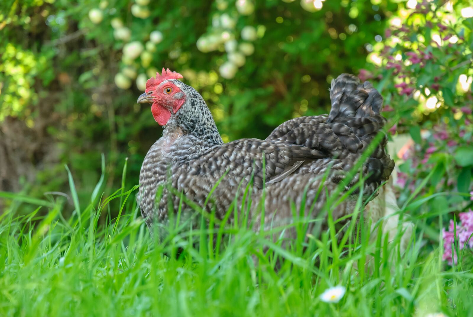 Nikon D80 sample photo. Hen, prairie, nature photography