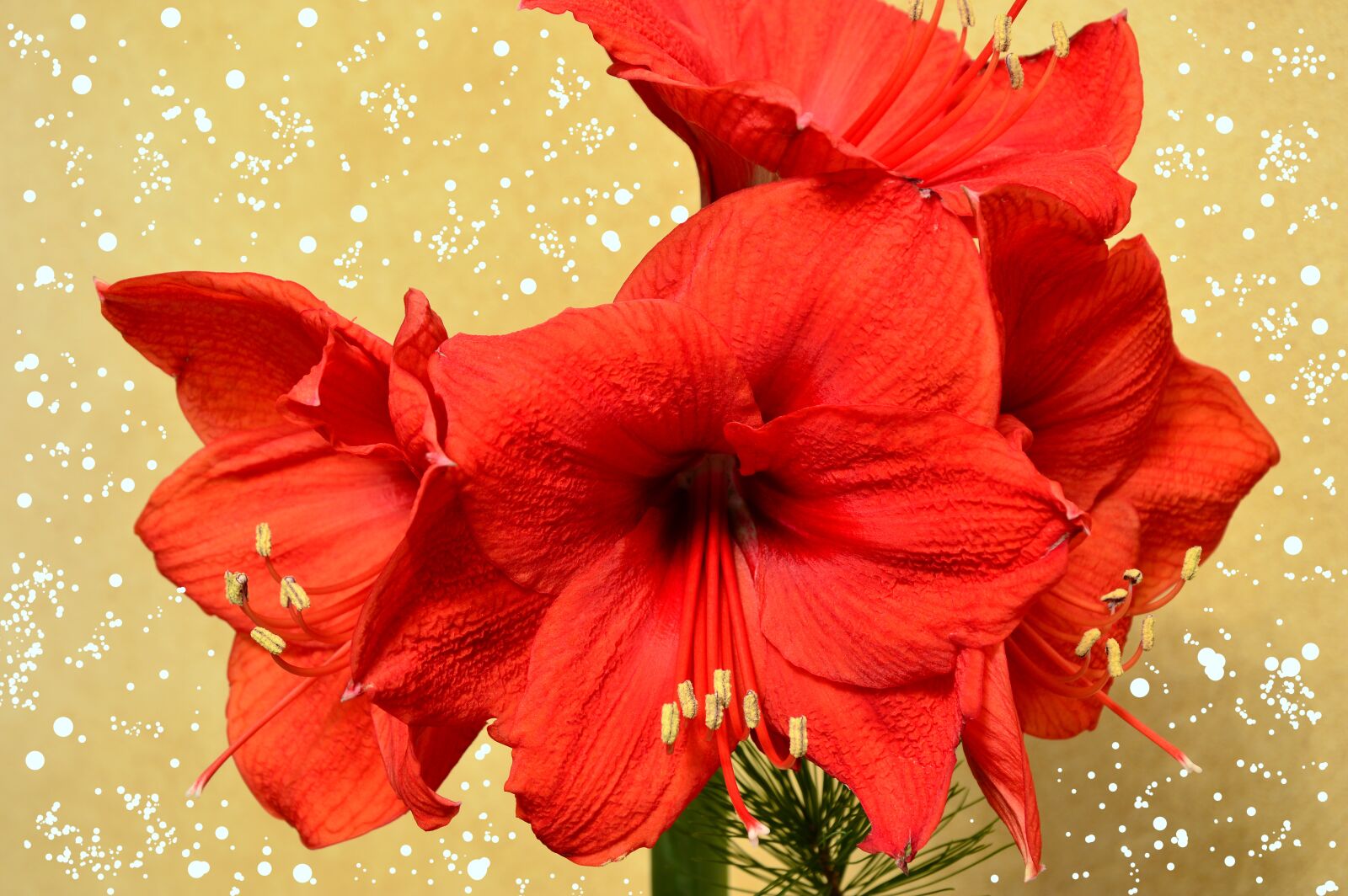 Nikon D3200 sample photo. Amaryllis, amaryllis plant, blossom photography