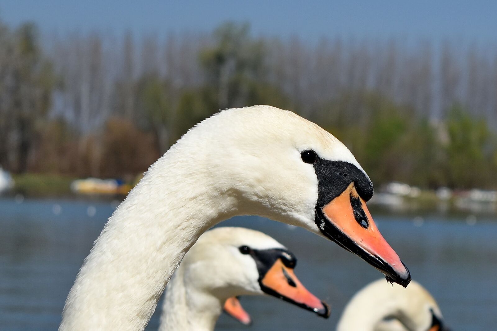 Nikon D5500 sample photo. Beak, eye, head, swan photography