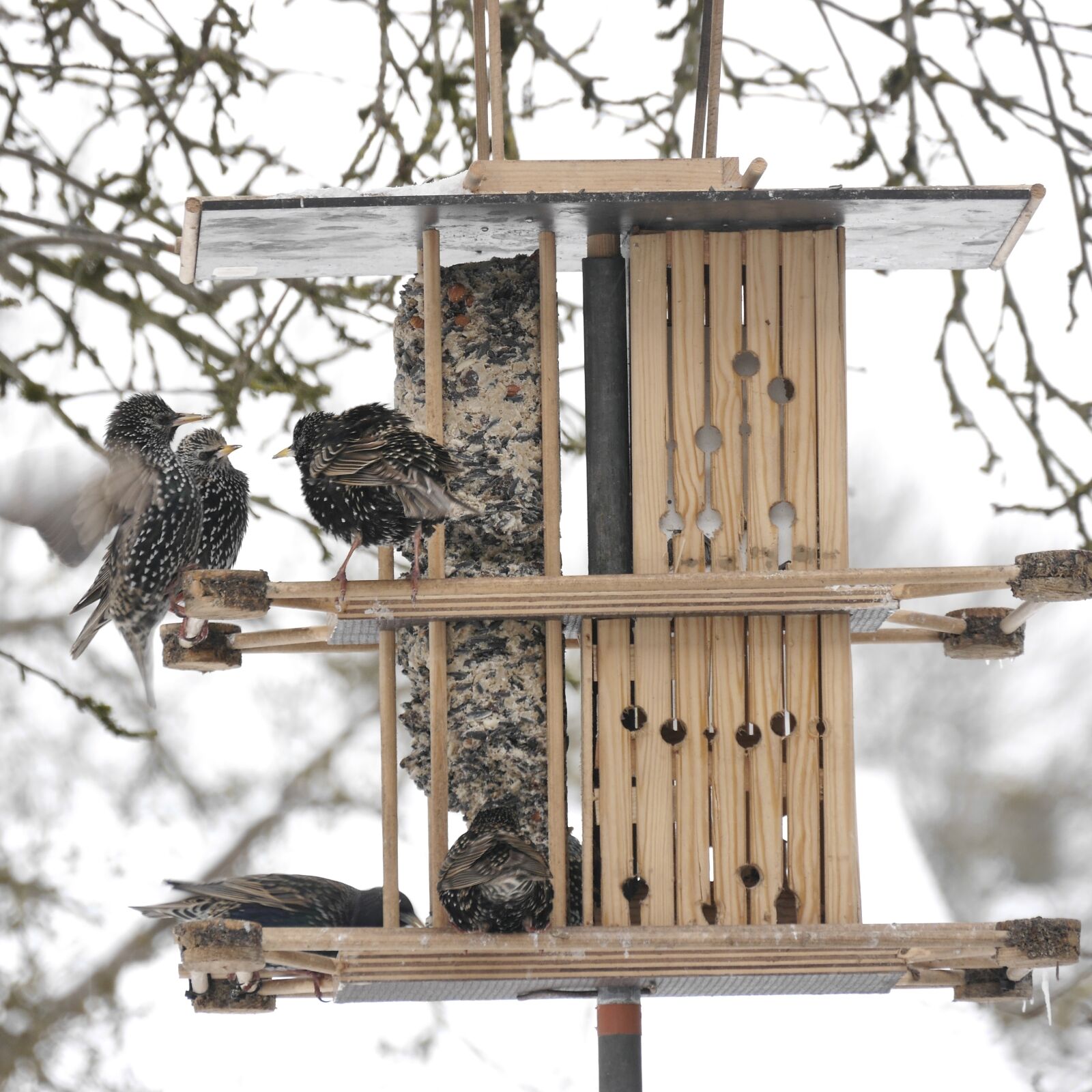 Panasonic Lumix DMC-G6 sample photo. Stare, feeding, aviary photography