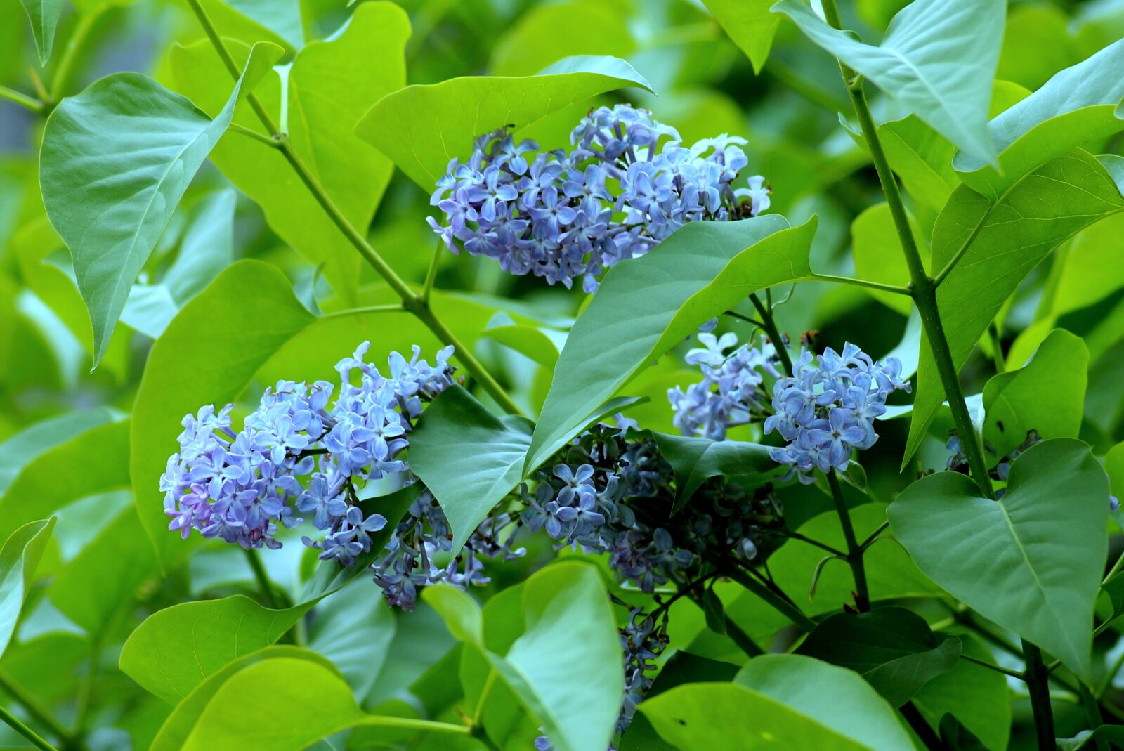 Canon EOS 1200D (EOS Rebel T5 / EOS Kiss X70 / EOS Hi) sample photo. Without, may, blue flowers photography
