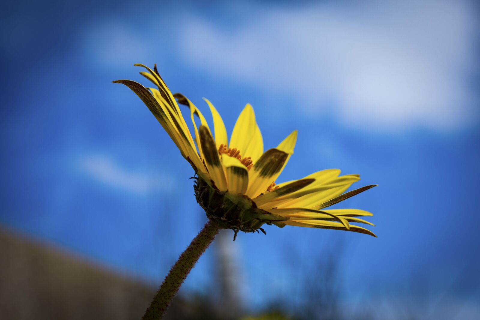 Canon EOS 70D sample photo. Flower, petals, stem photography